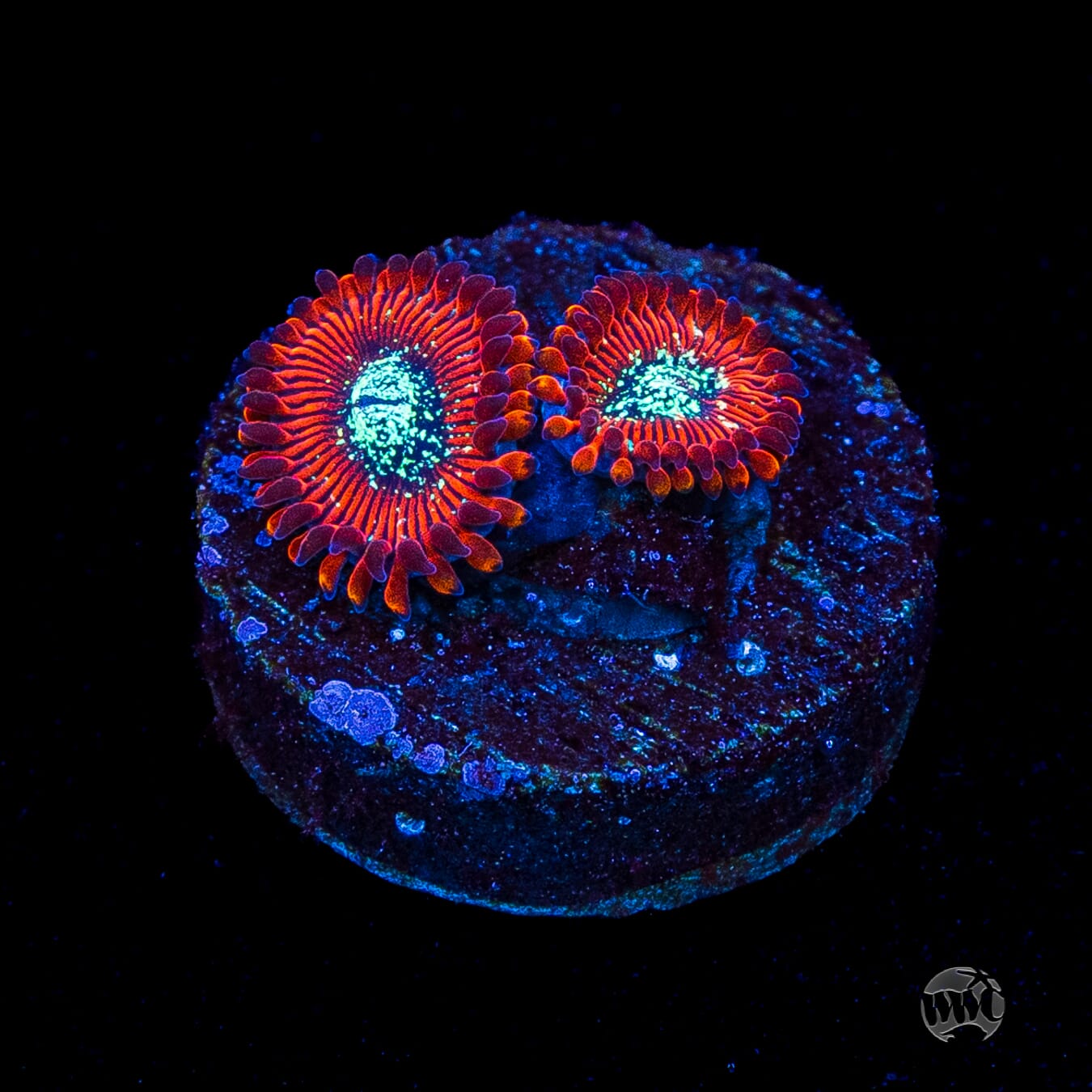 Magician Zoanthids