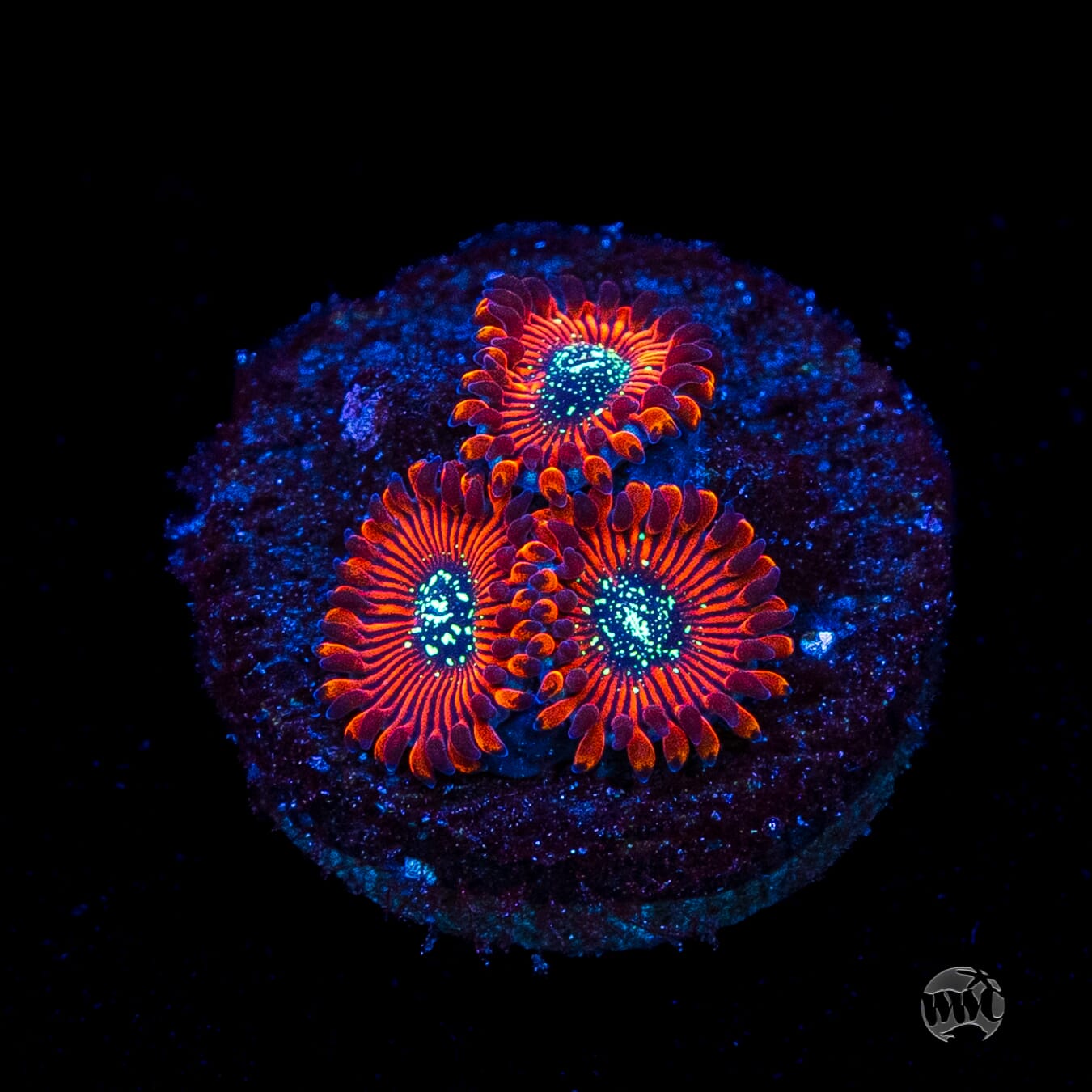 Magician Zoanthids