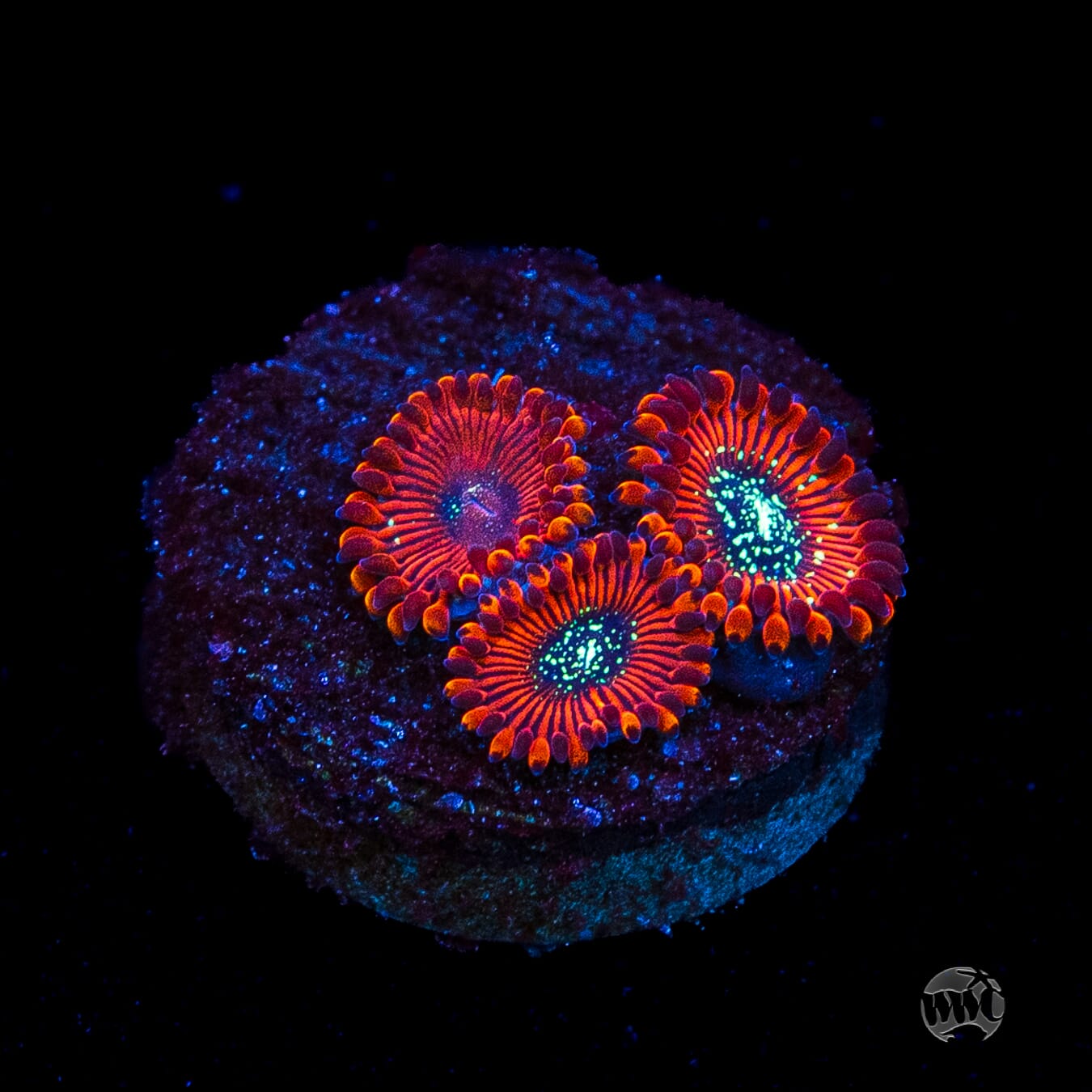 Magician Zoanthids