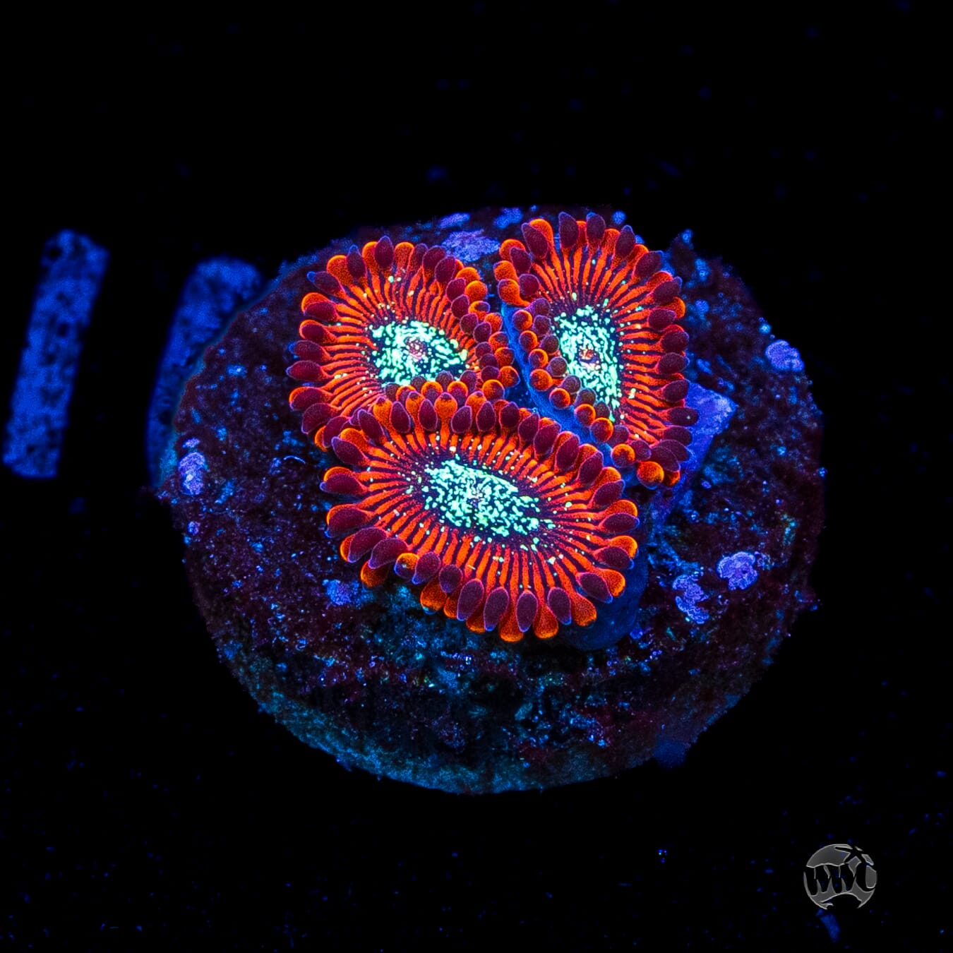 Magician Zoanthids