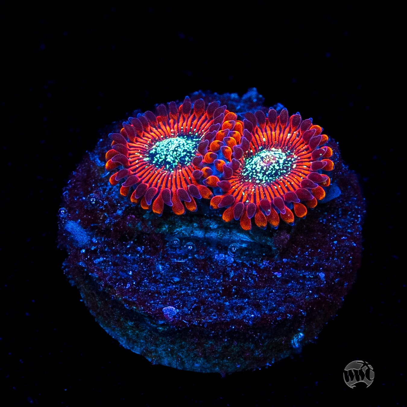 Magician Zoanthids