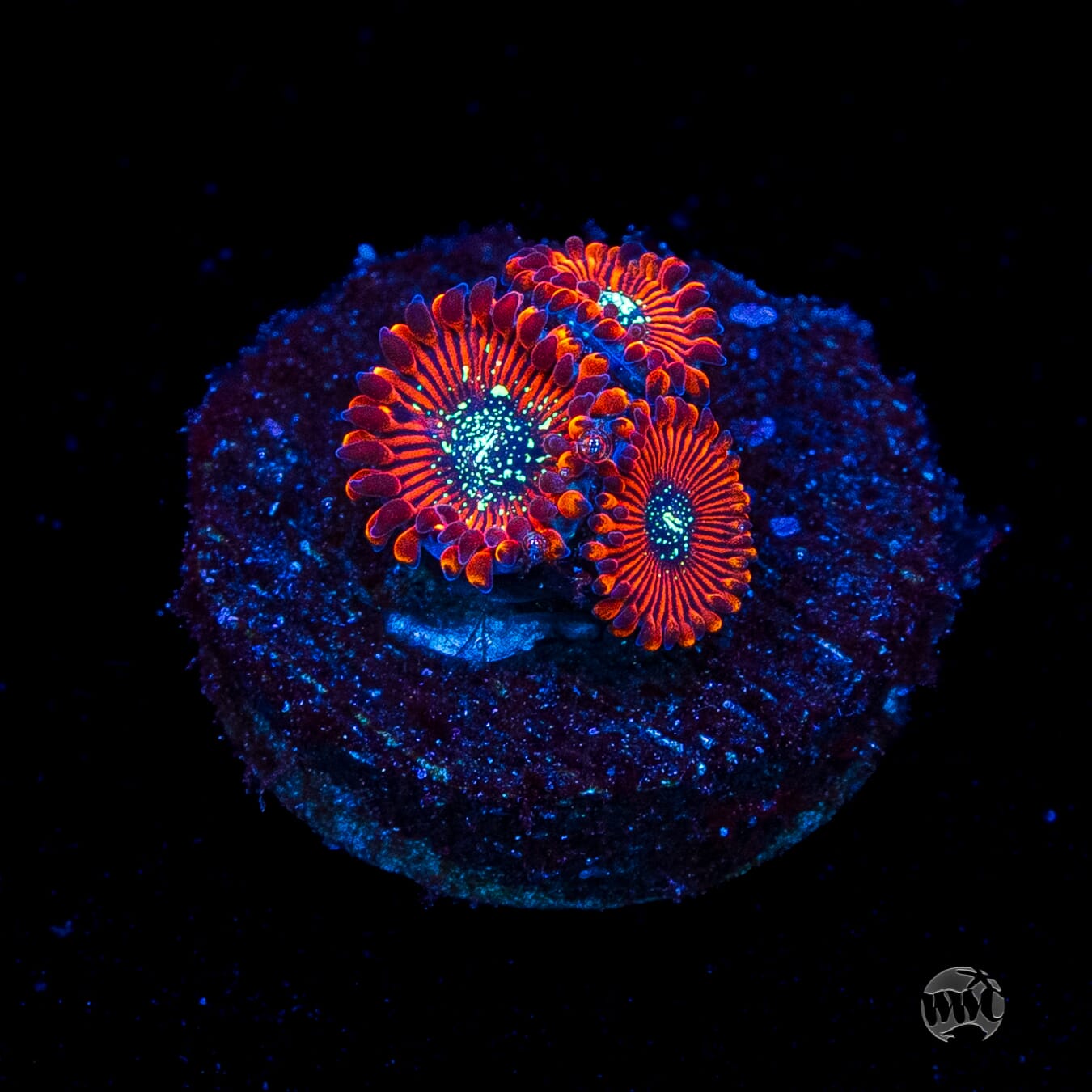 Magician Zoanthids