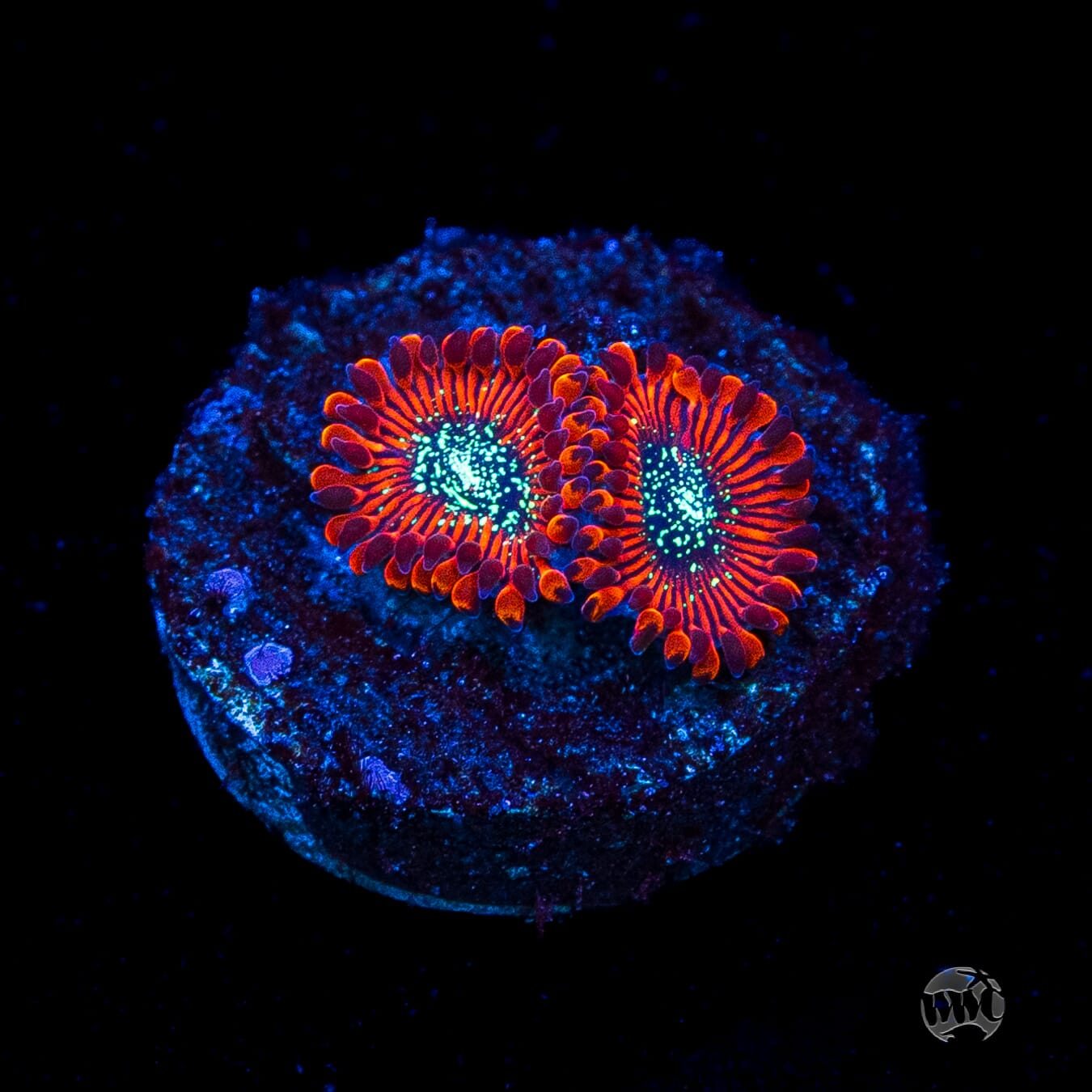 Magician Zoanthids