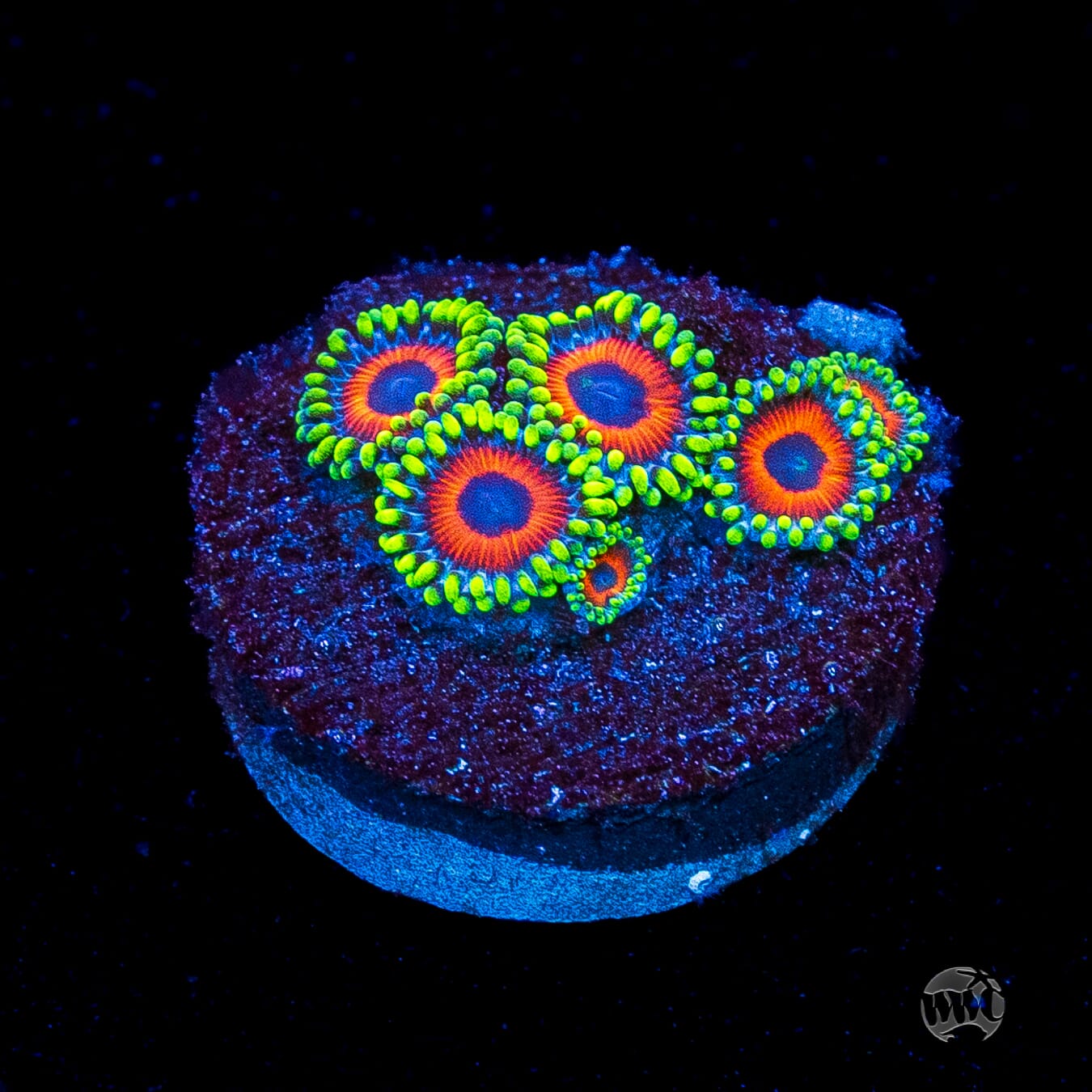 Whammin Watermelon Zoanthids
