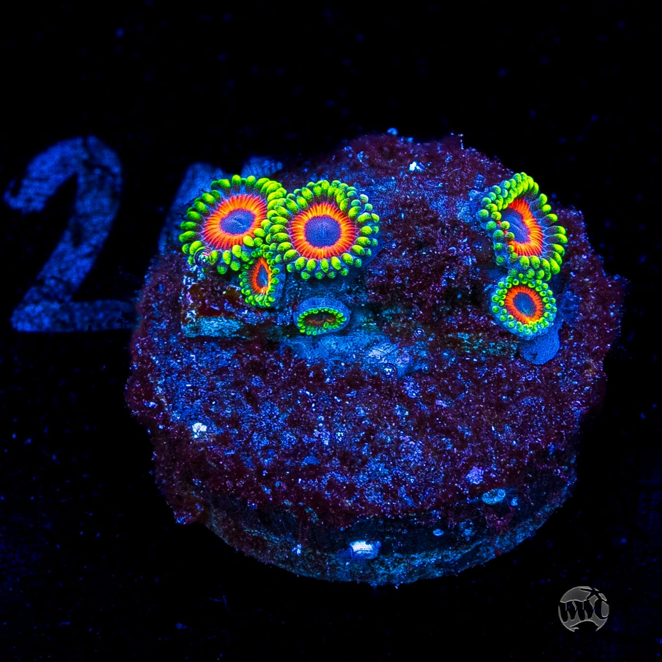 Whammin Watermelon Zoanthids