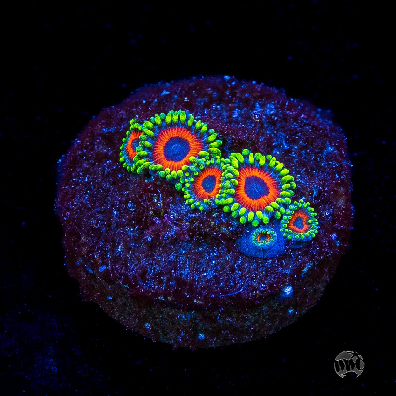 Whammin Watermelon Zoanthids