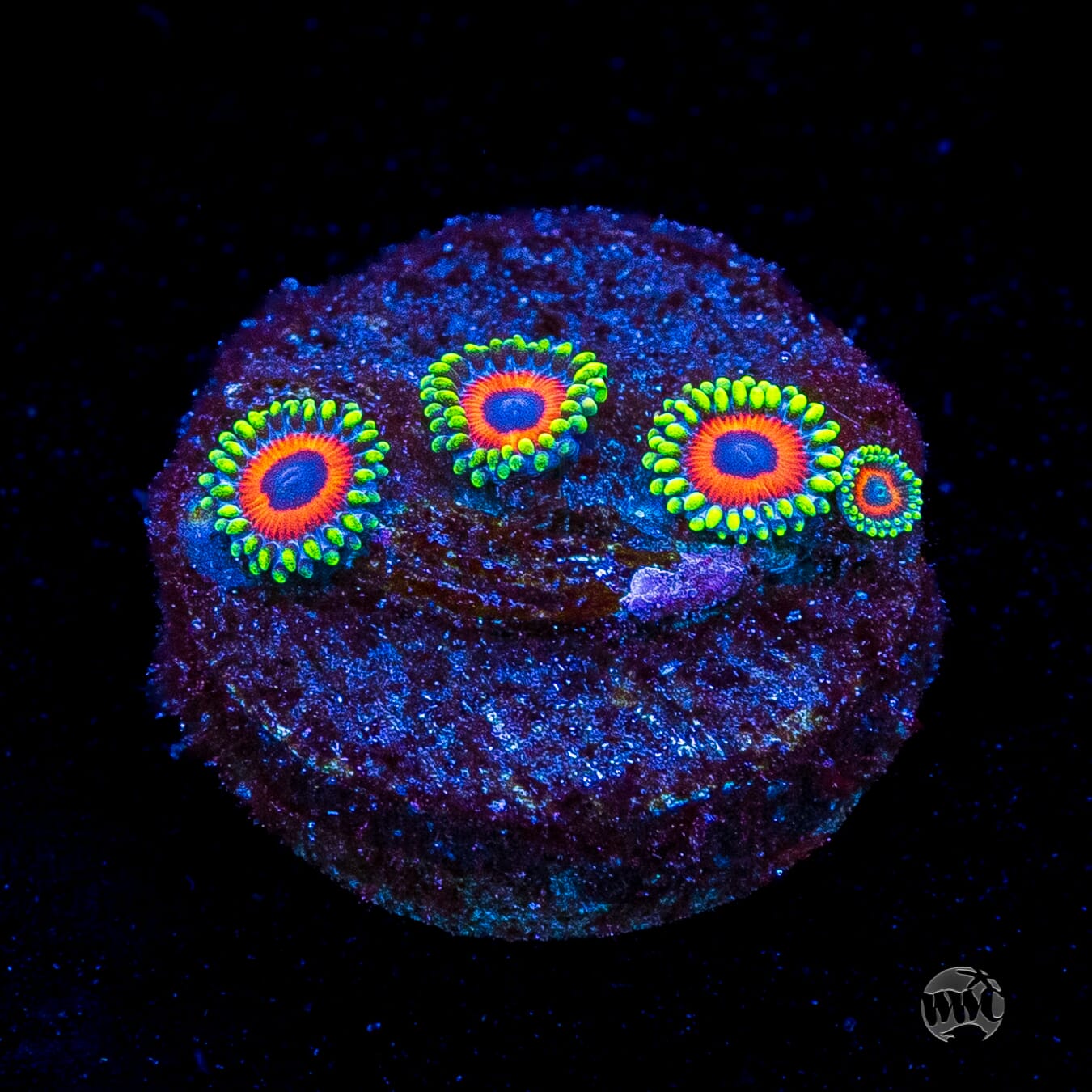 Whammin Watermelon Zoanthids
