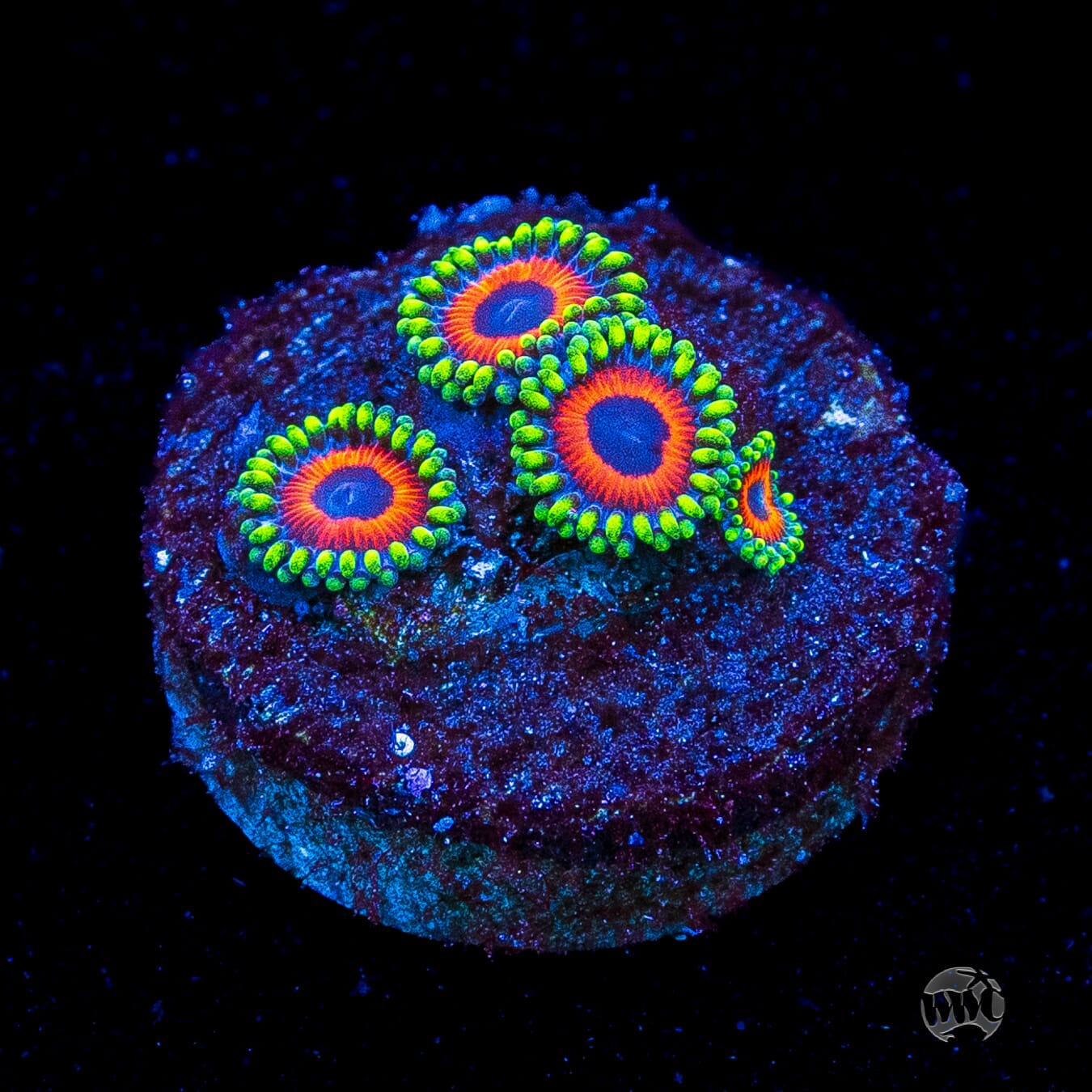 Whammin Watermelon Zoanthids