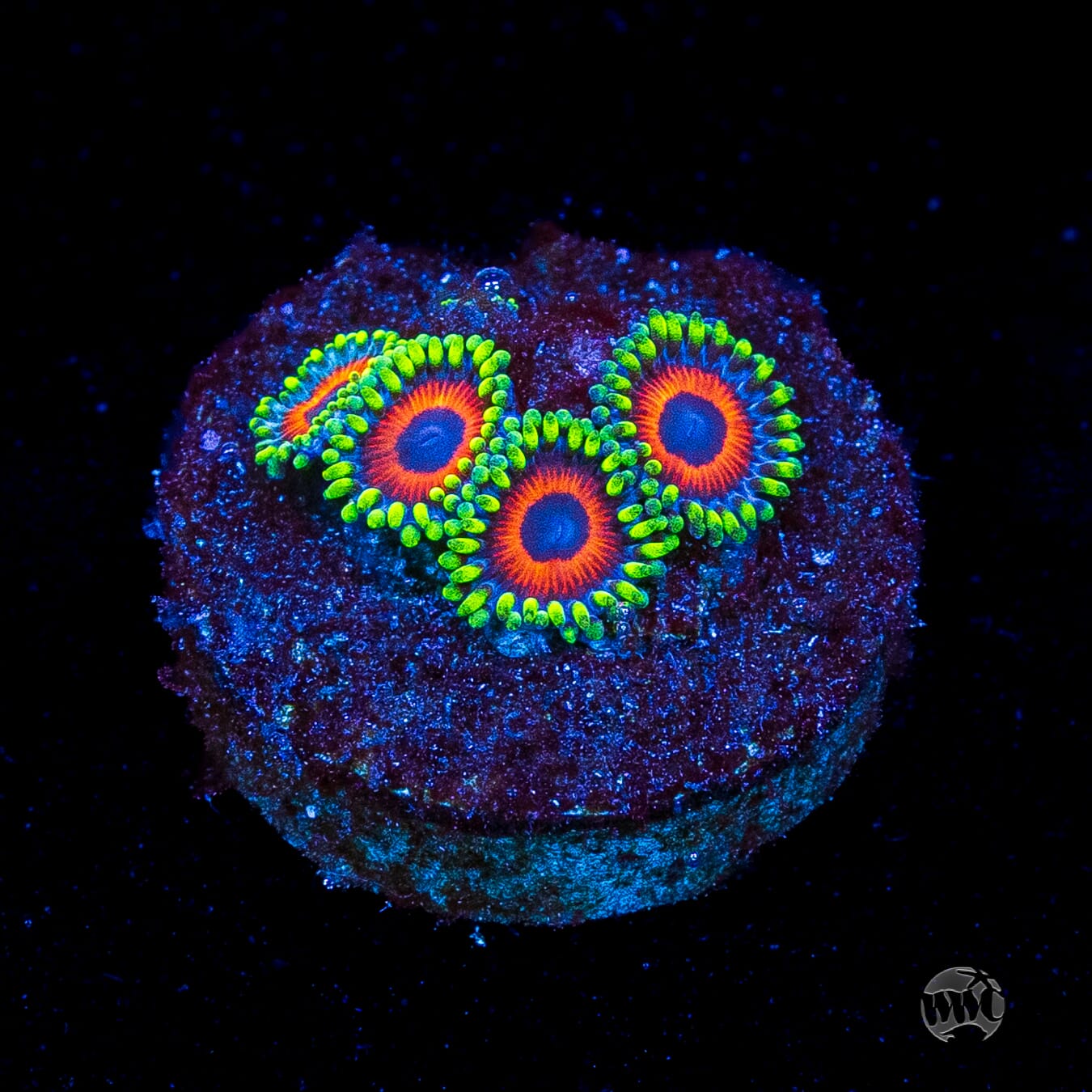Whammin Watermelon Zoanthids