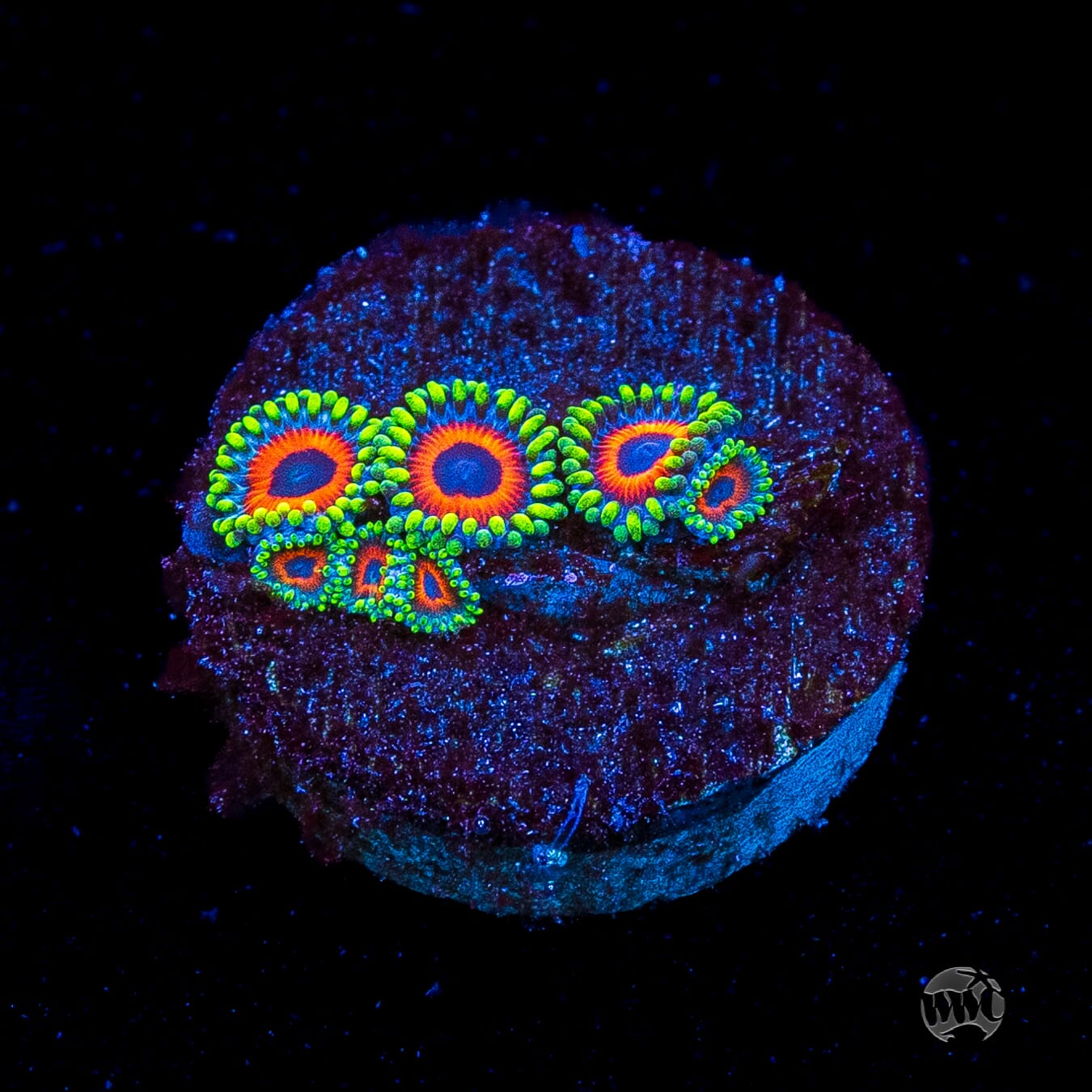 Whammin Watermelon Zoanthids