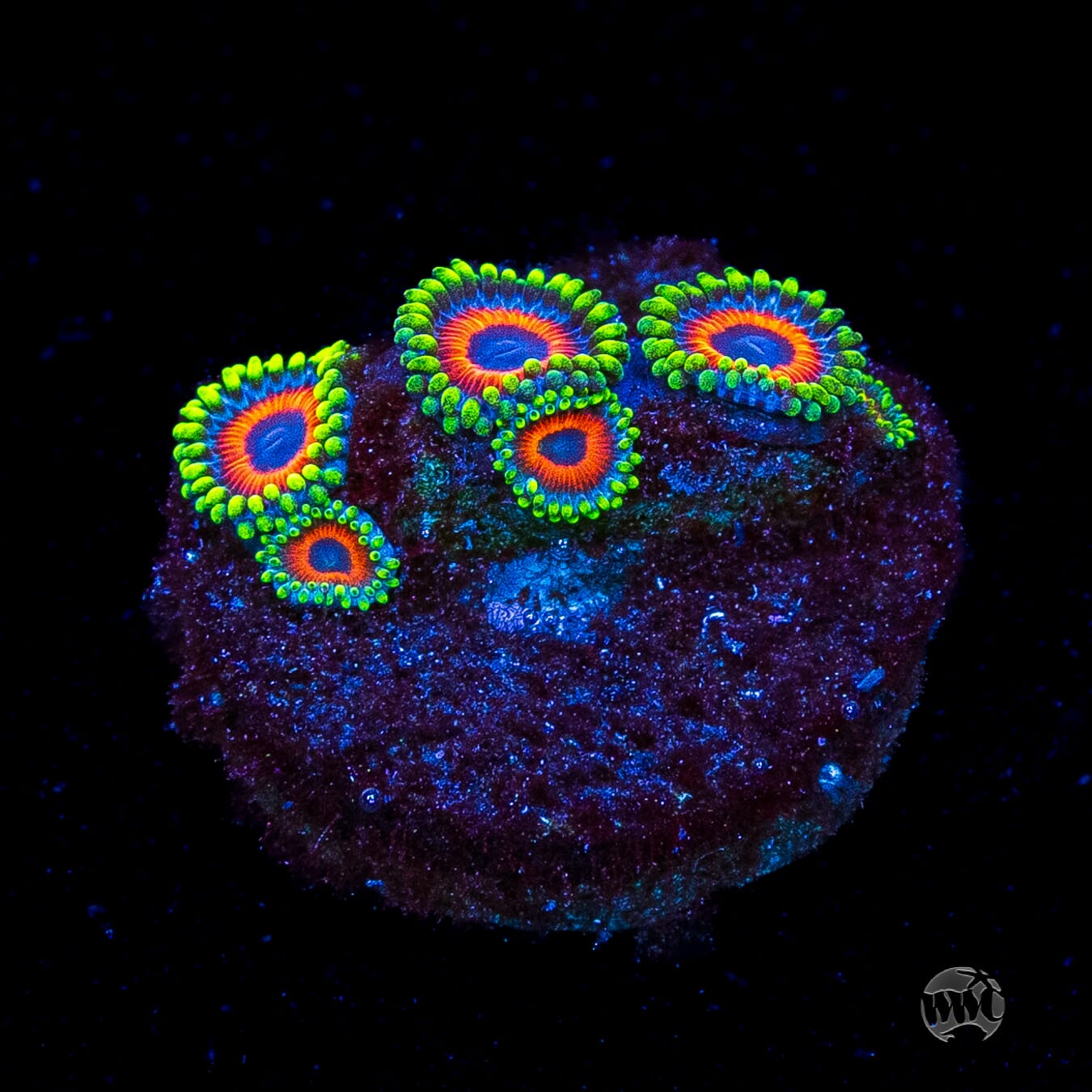 Whammin Watermelon Zoanthids
