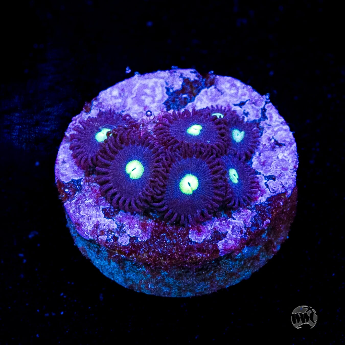 Tic Tac Zoanthids