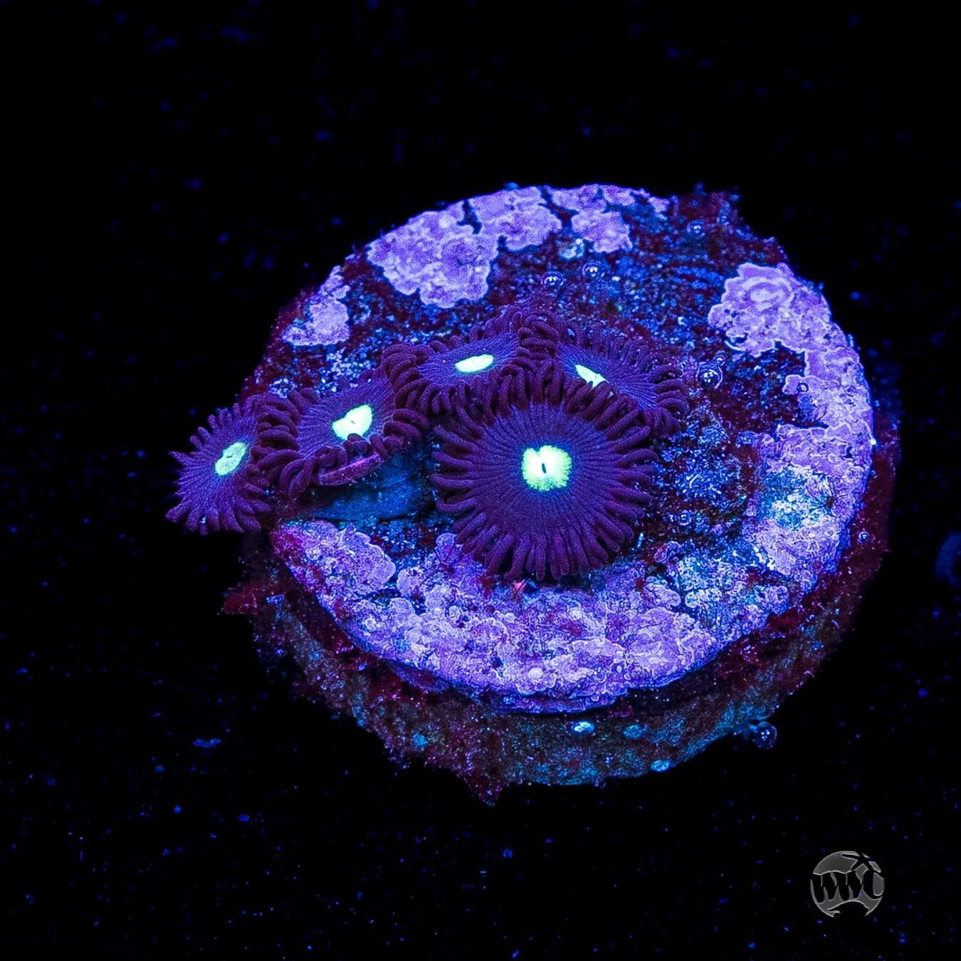 Tic Tac Zoanthids