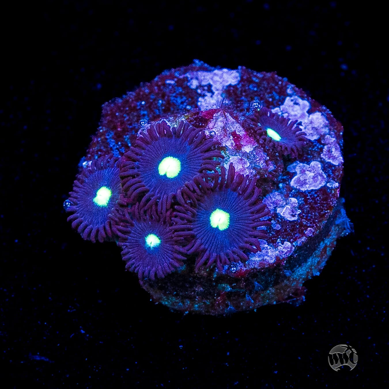 Tic Tac Zoanthids