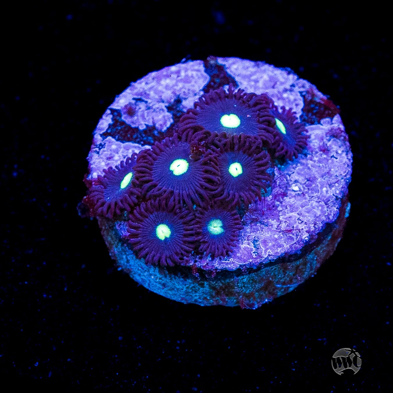 Tic Tac Zoanthids