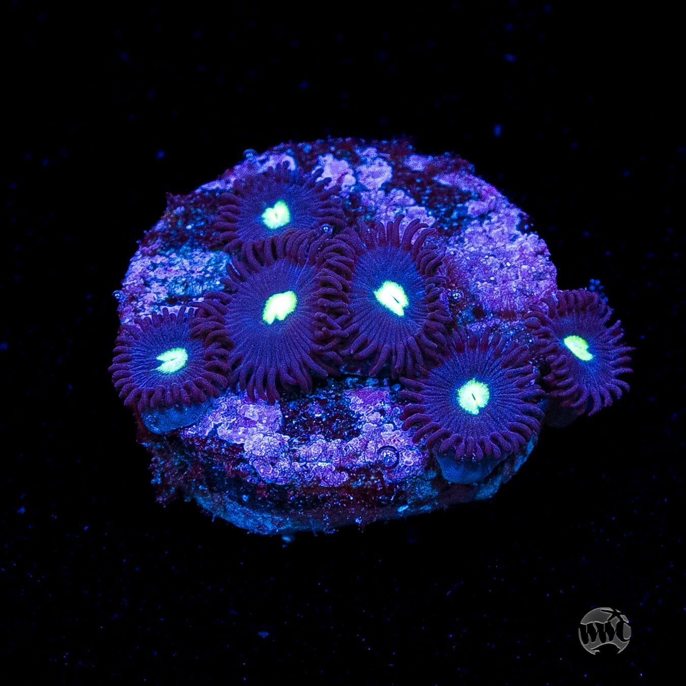 Tic Tac Zoanthids