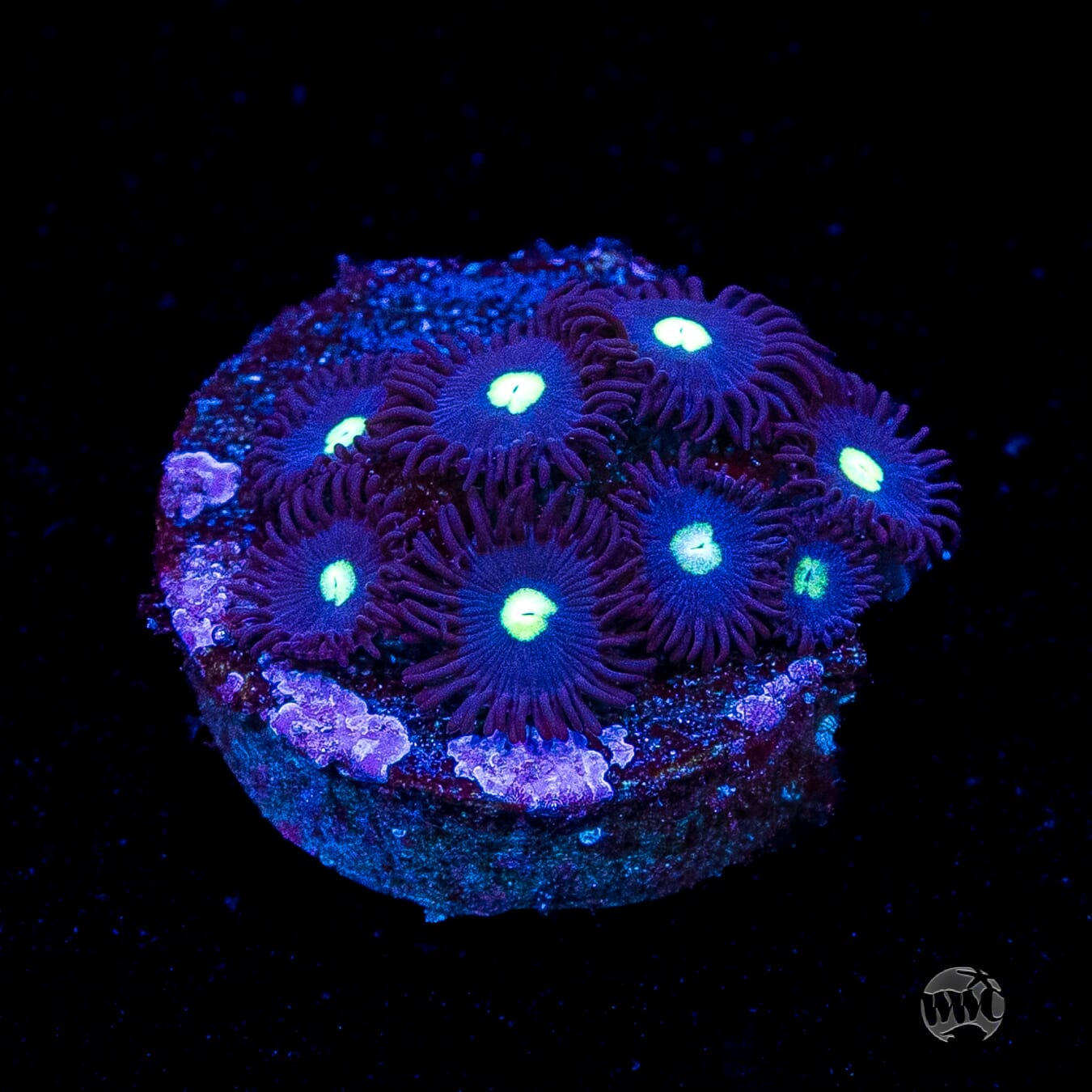 Tic Tac Zoanthids