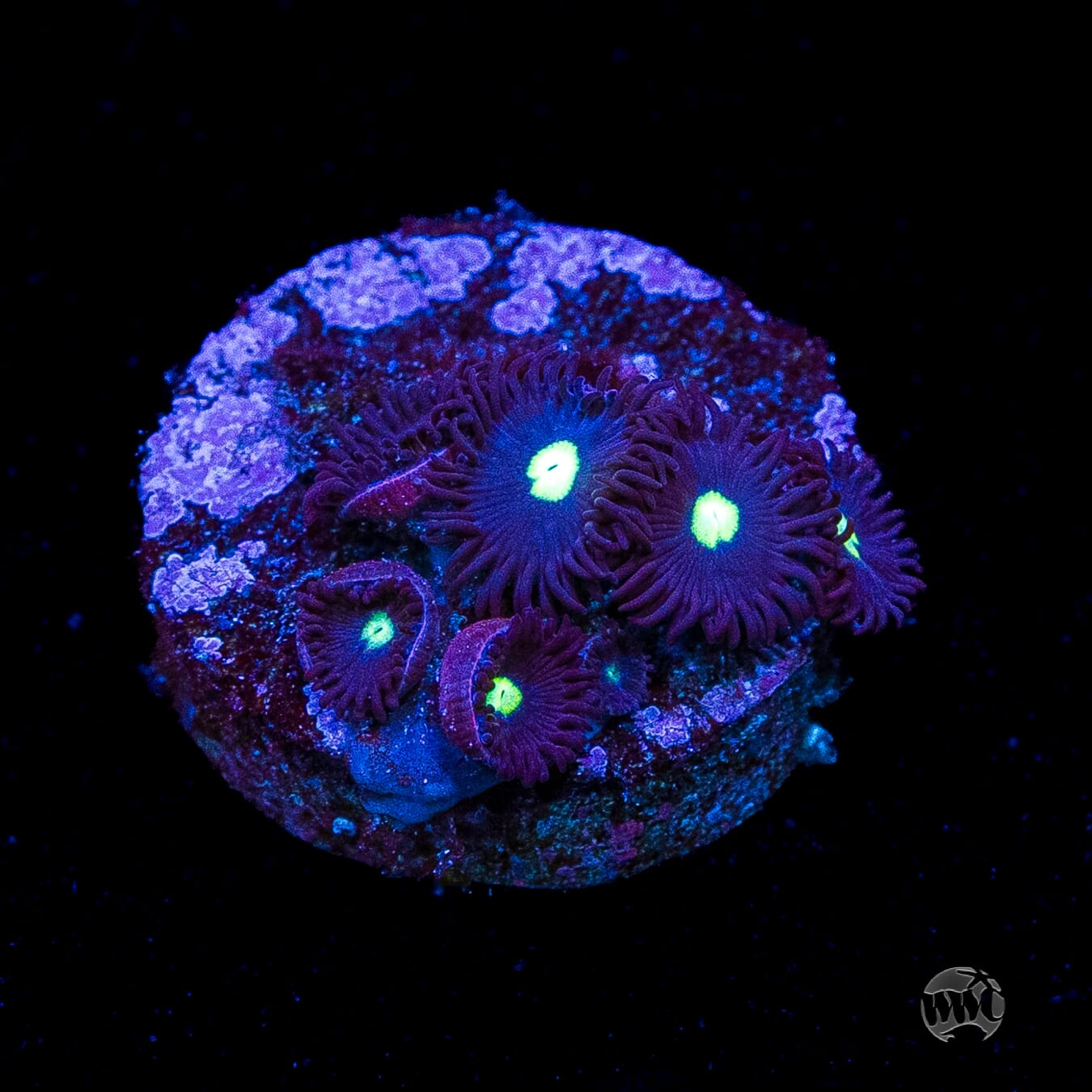 Tic Tac Zoanthids
