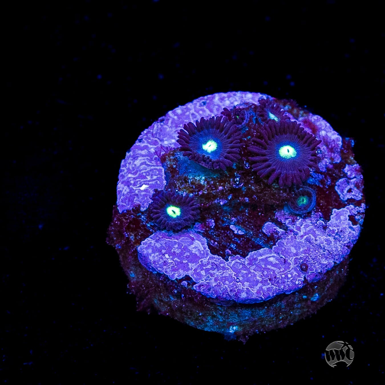 Tic Tac Zoanthids
