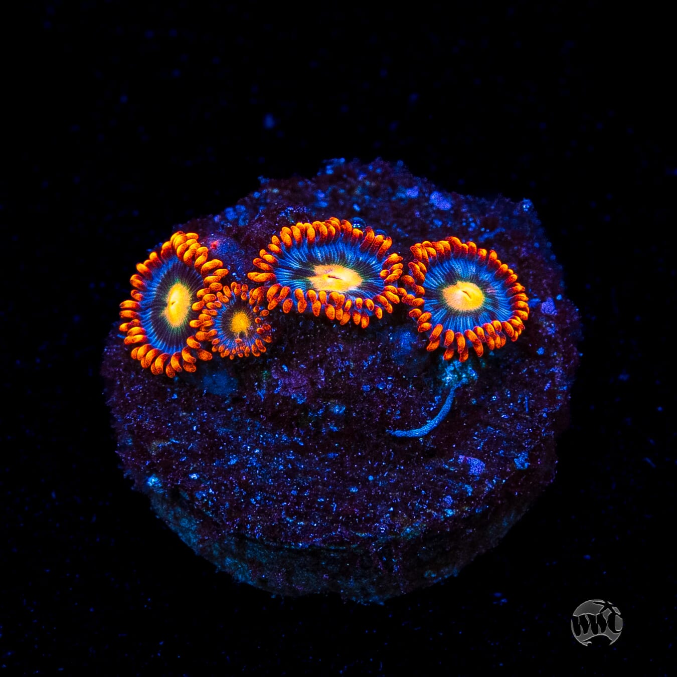 WWC Bongo Babes Zoanthids