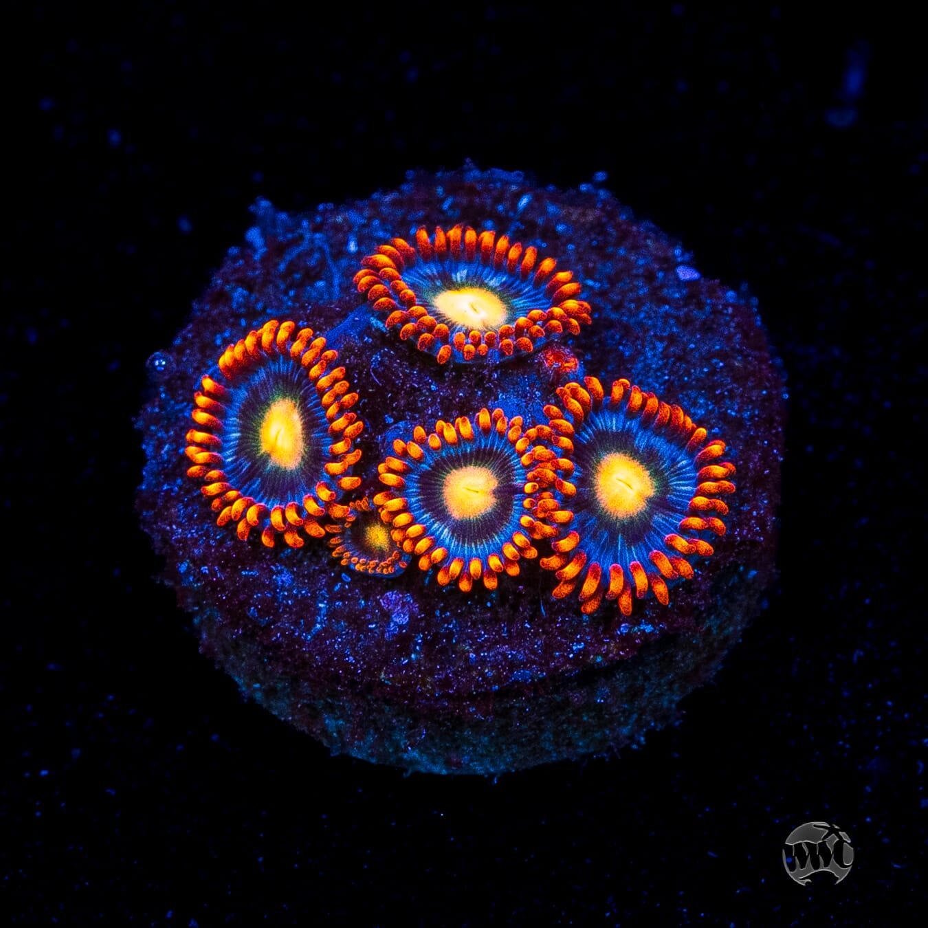 WWC Bongo Babes Zoanthids