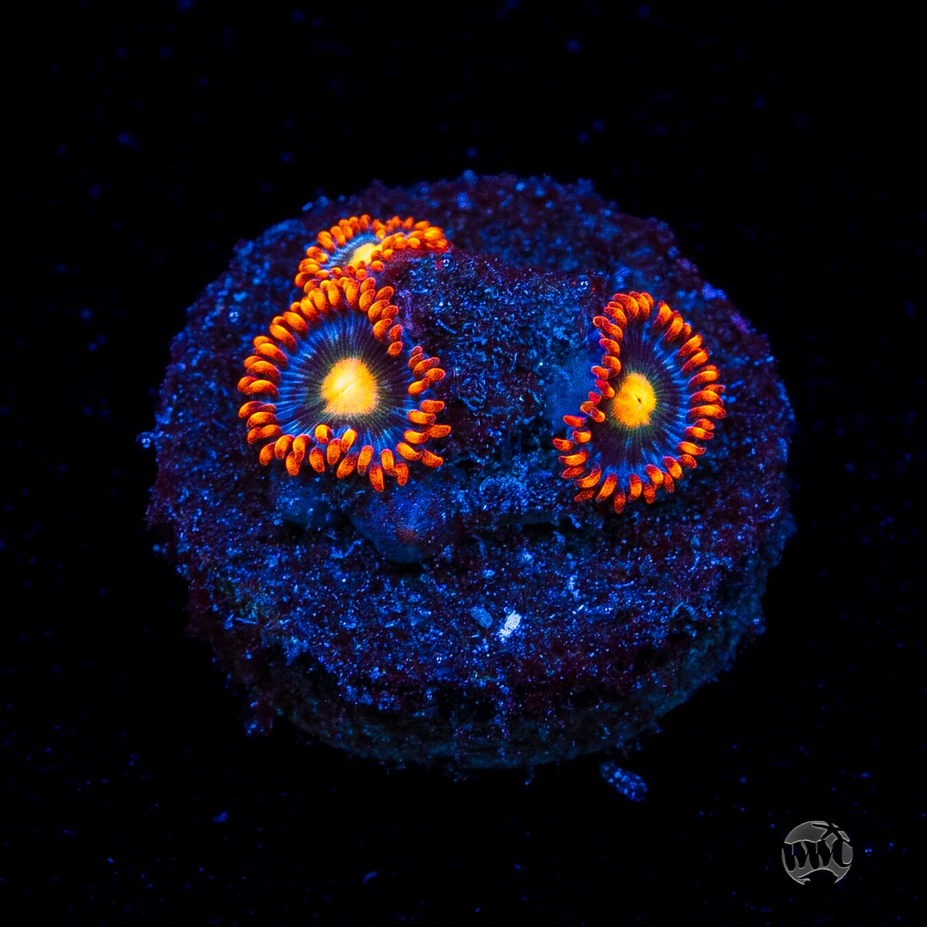 WWC Bongo Babes Zoanthids