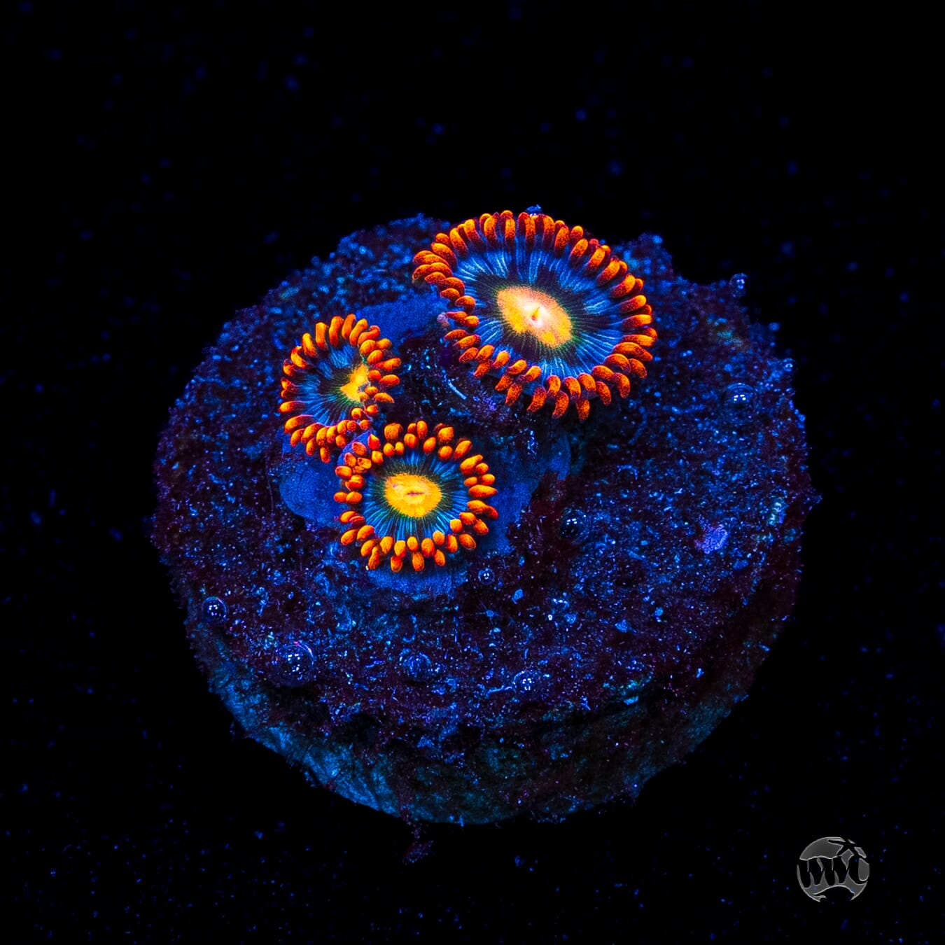 WWC Bongo Babes Zoanthids