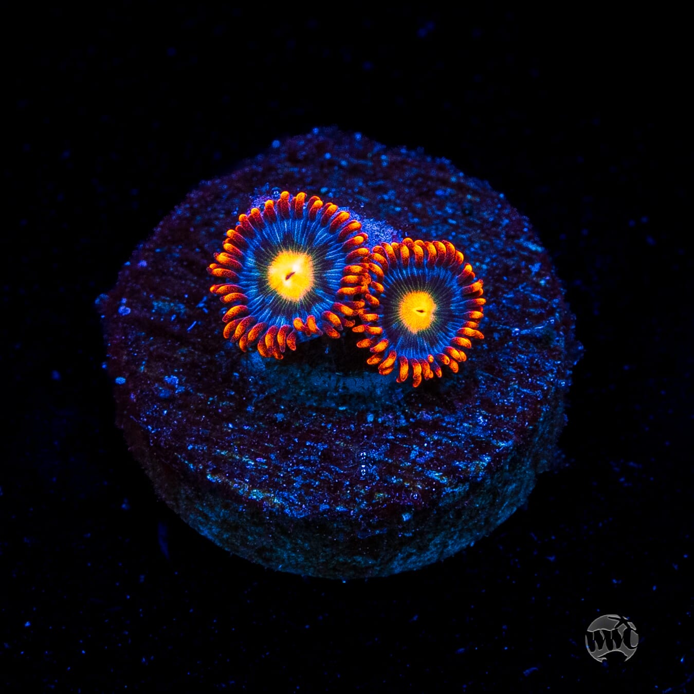 WWC Bongo Babes Zoanthids