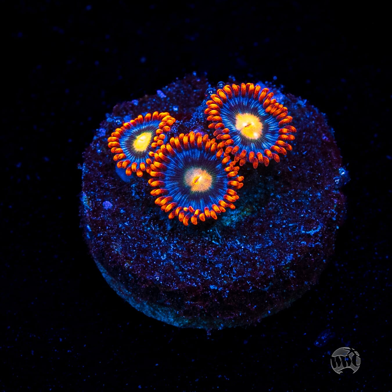 WWC Bongo Babes Zoanthids