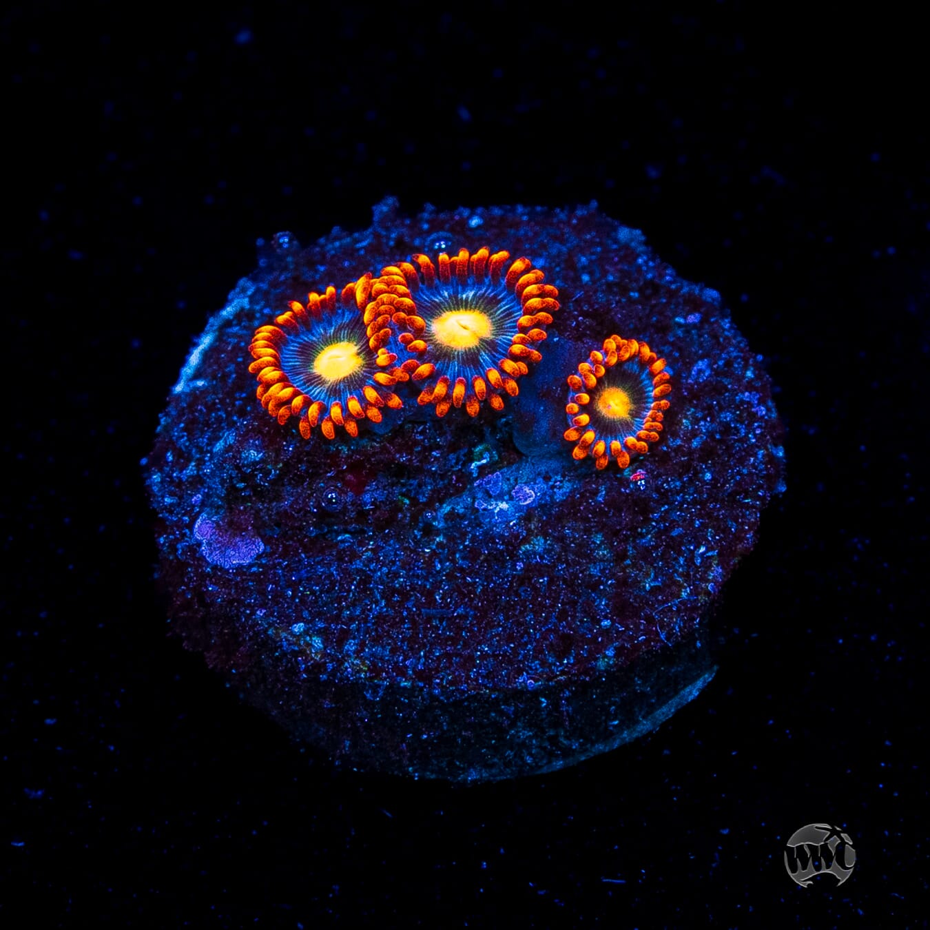 WWC Bongo Babes Zoanthids