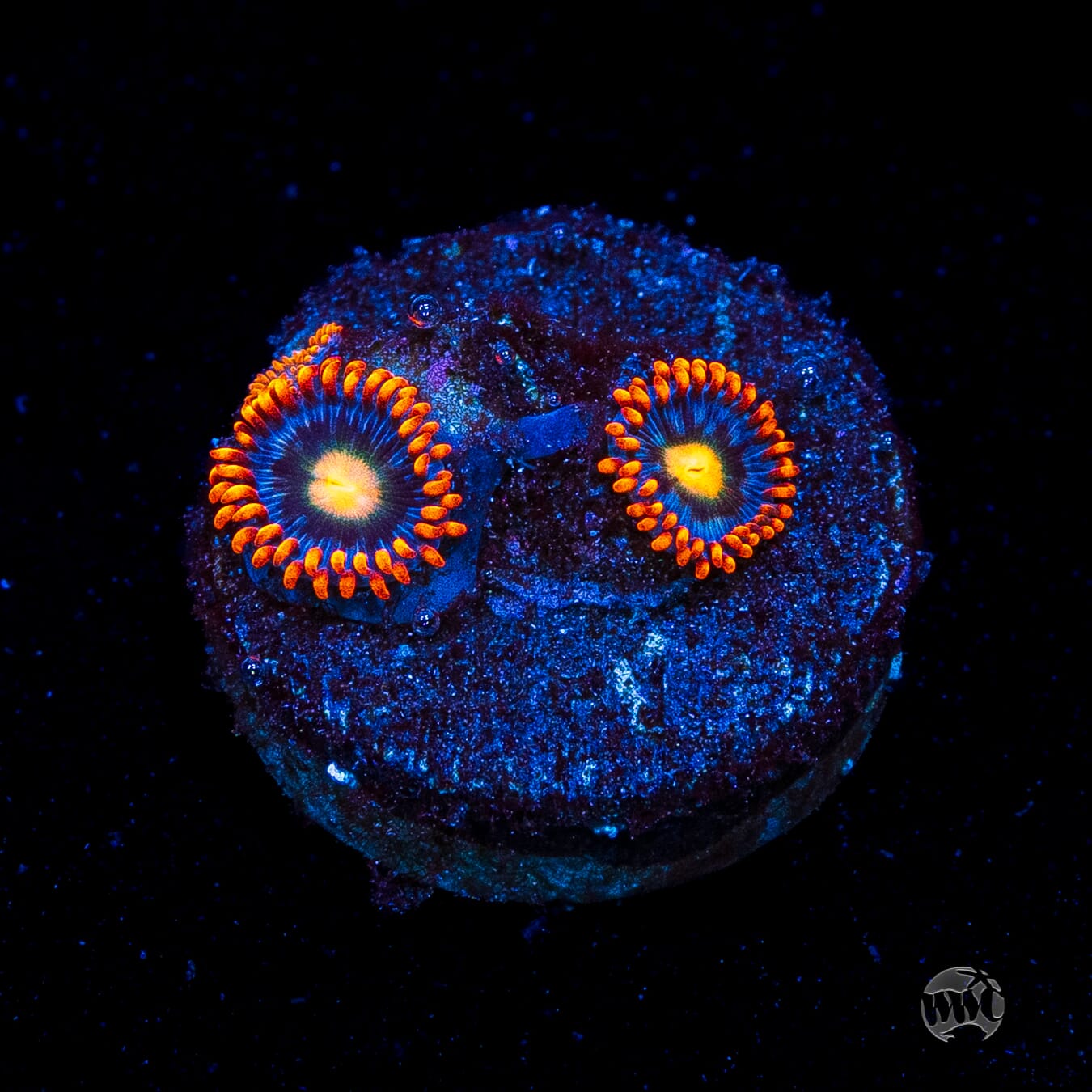 WWC Bongo Babes Zoanthids