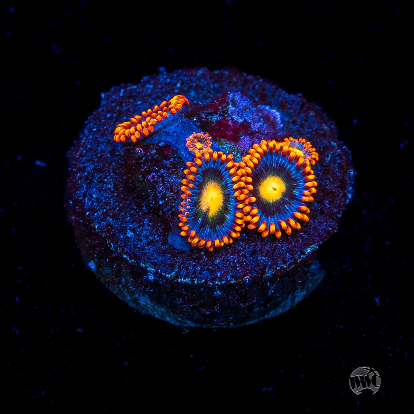WWC Bongo Babes Zoanthids