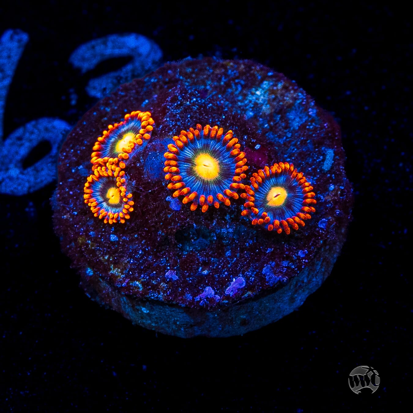 WWC Bongo Babes Zoanthids