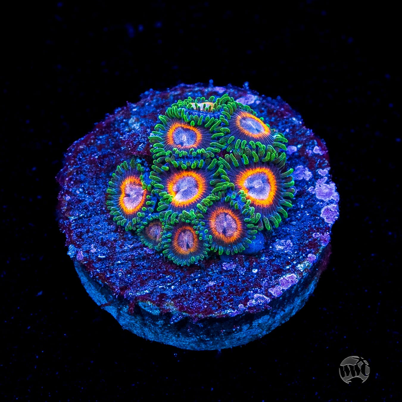 Jason Fox Fairy Tales Zoanthids