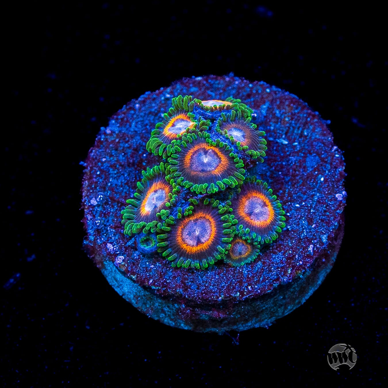 Jason Fox Fairy Tales Zoanthids