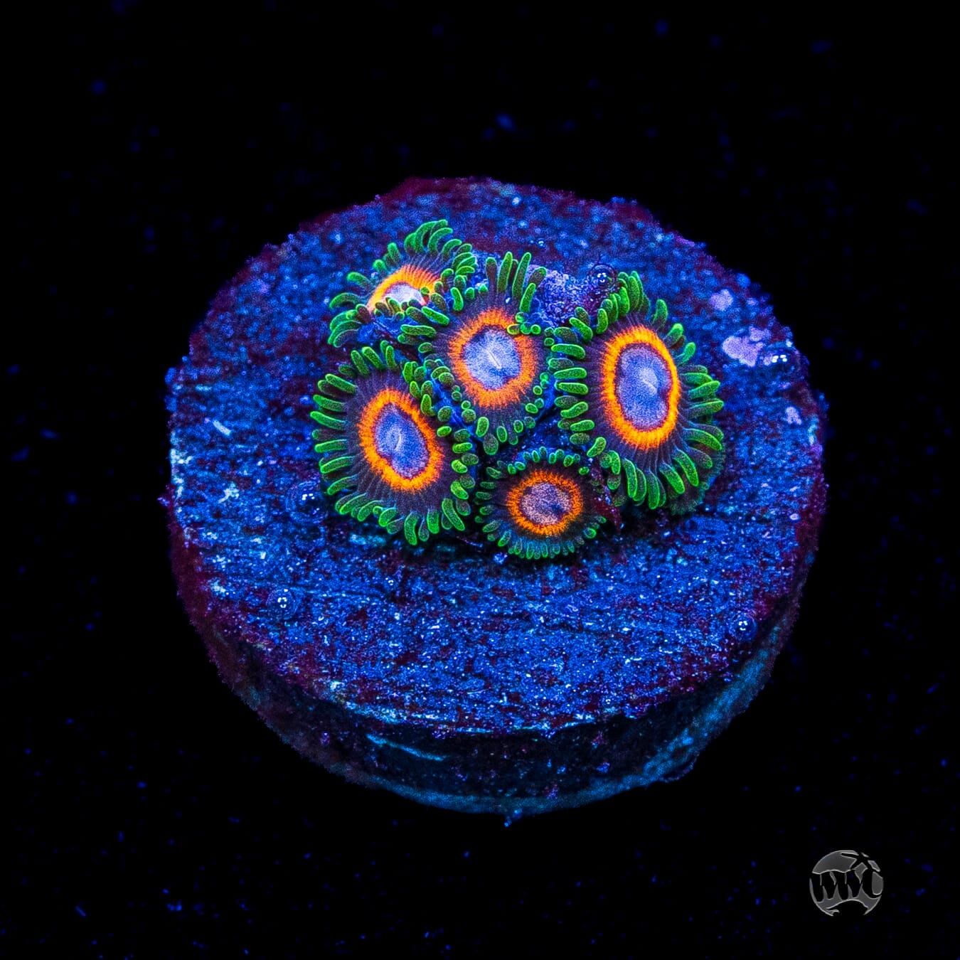 Jason Fox Fairy Tales Zoanthids