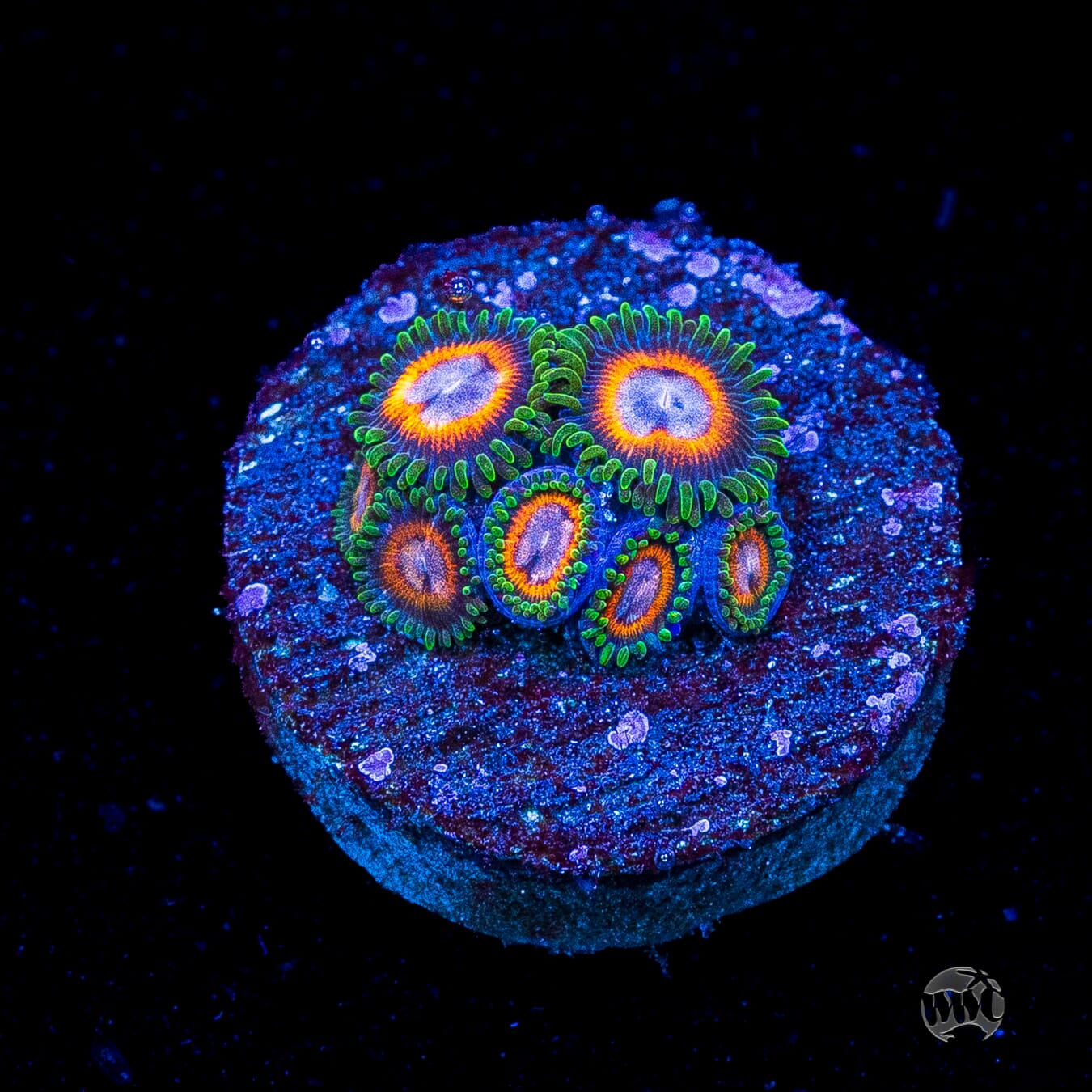 Jason Fox Fairy Tales Zoanthids
