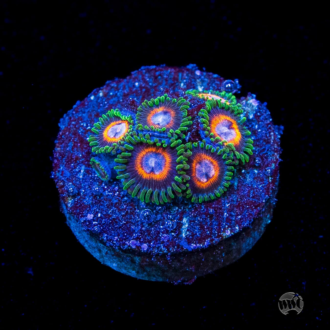 Jason Fox Fairy Tales Zoanthids