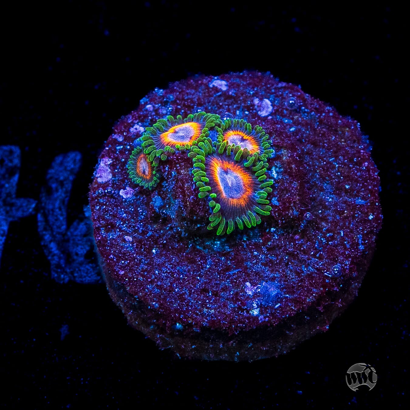Jason Fox Fairy Tales Zoanthids