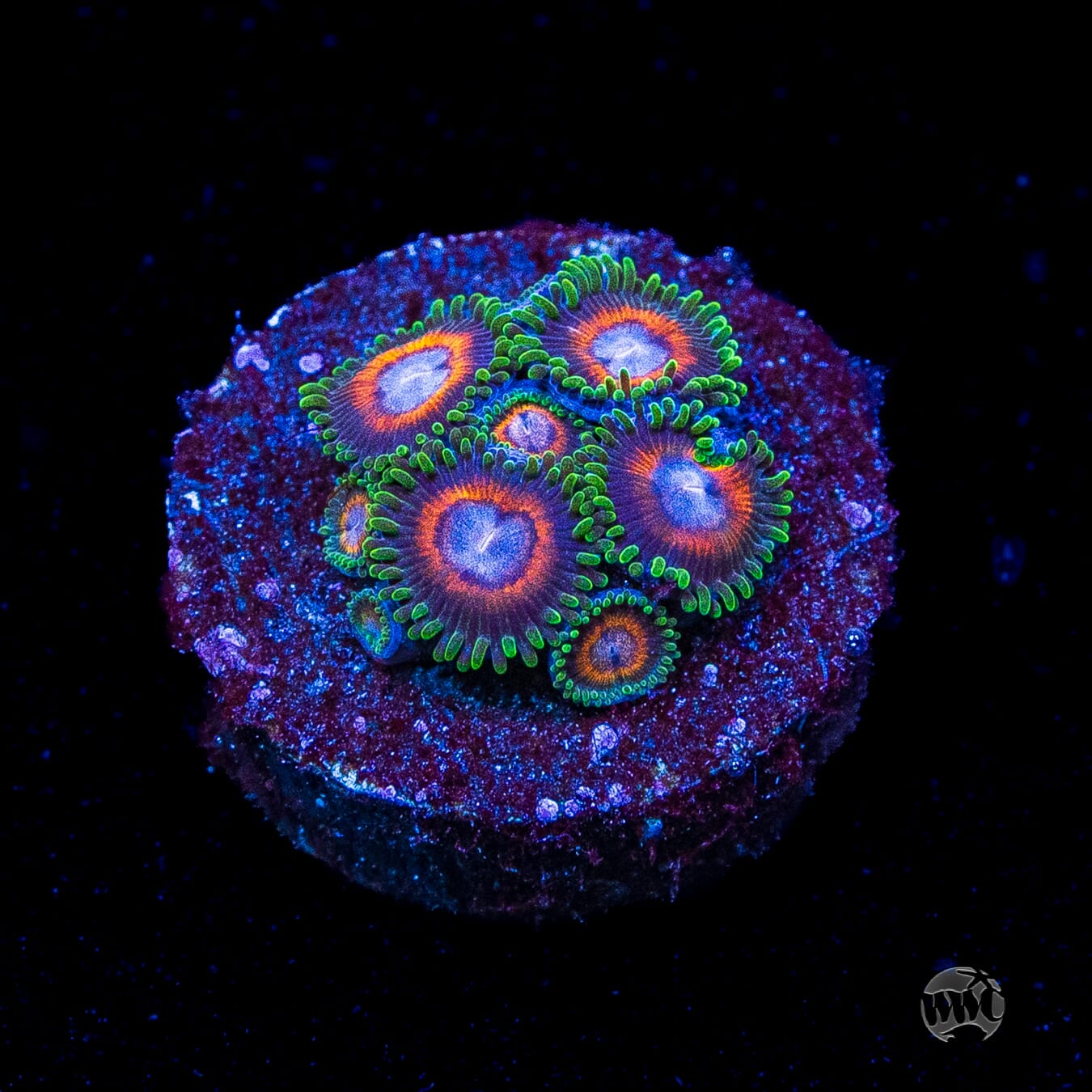Jason Fox Fairy Tales Zoanthids