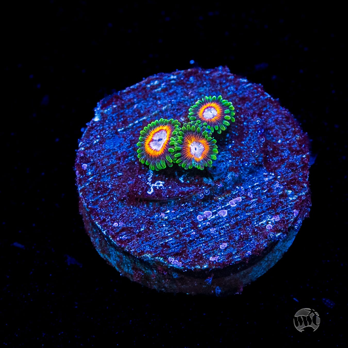 Jason Fox Fairy Tales Zoanthids