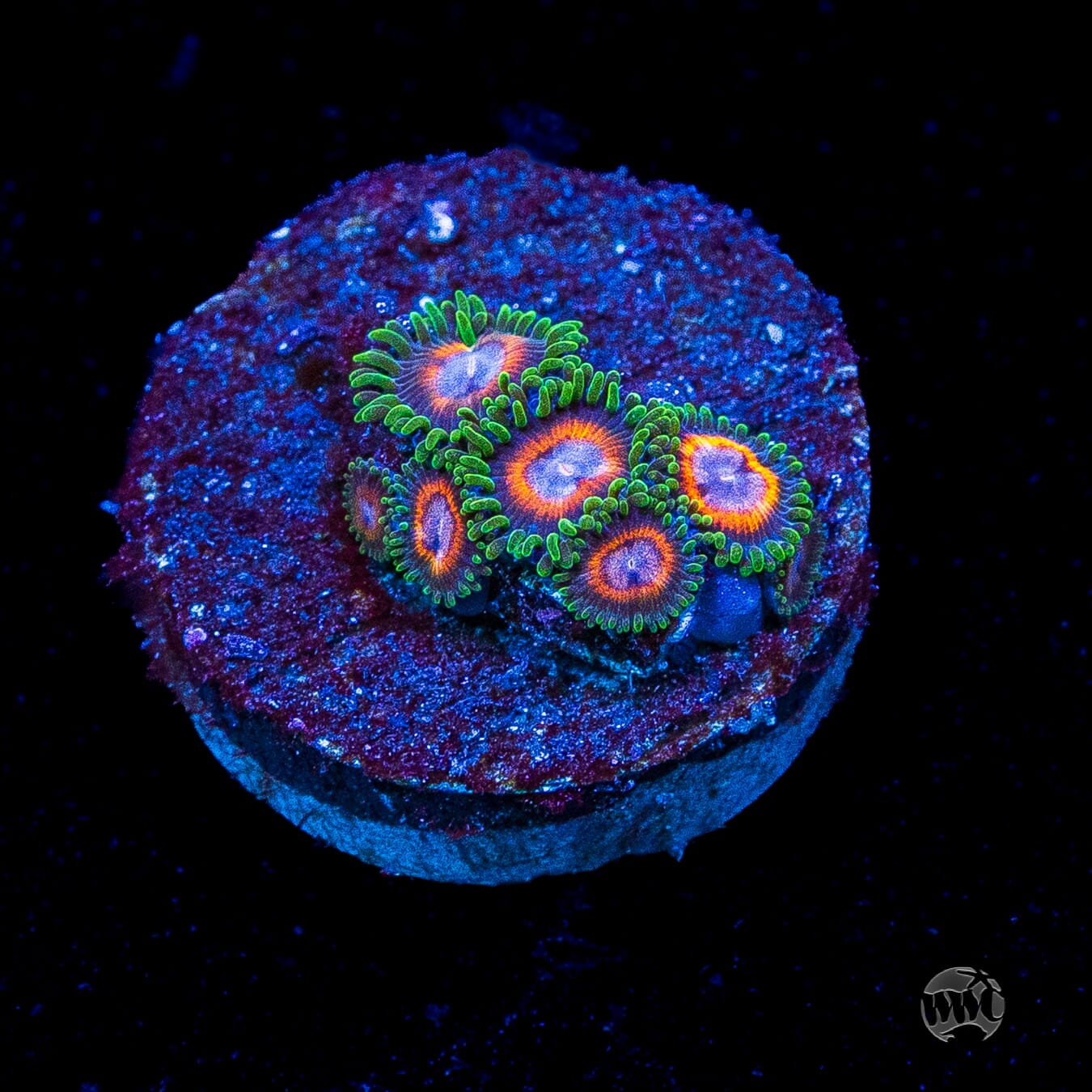Jason Fox Fairy Tales Zoanthids