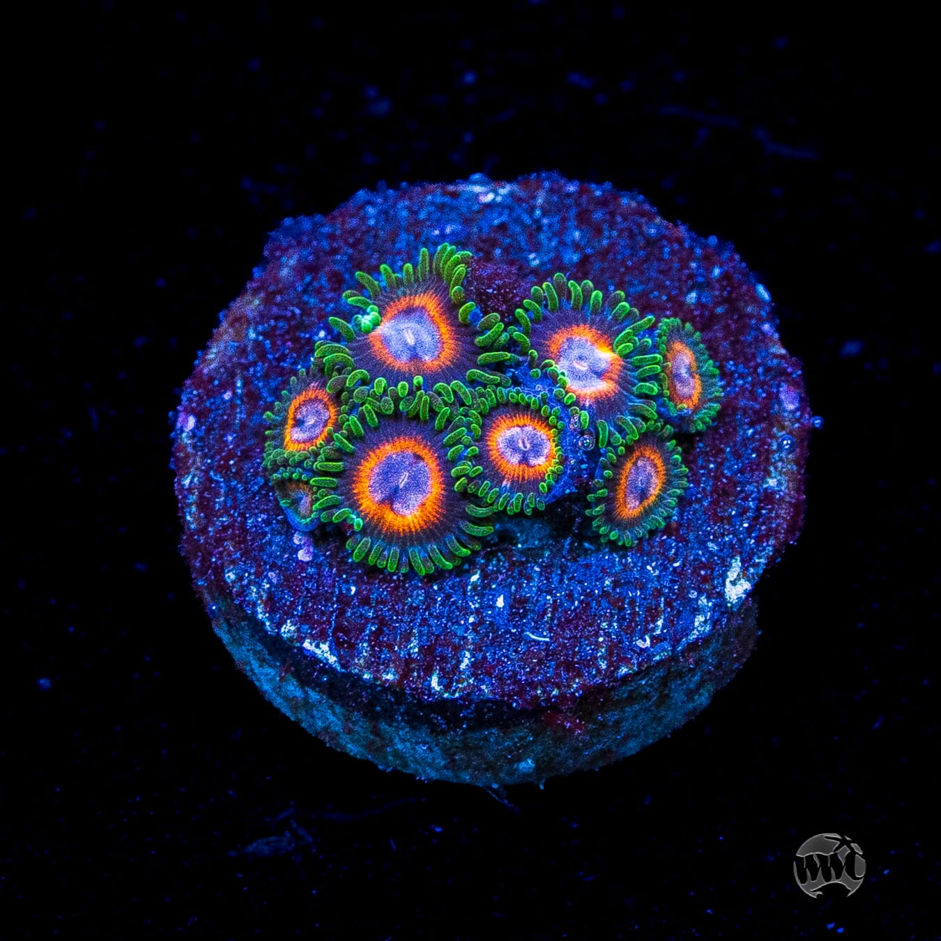 Jason Fox Fairy Tales Zoanthids