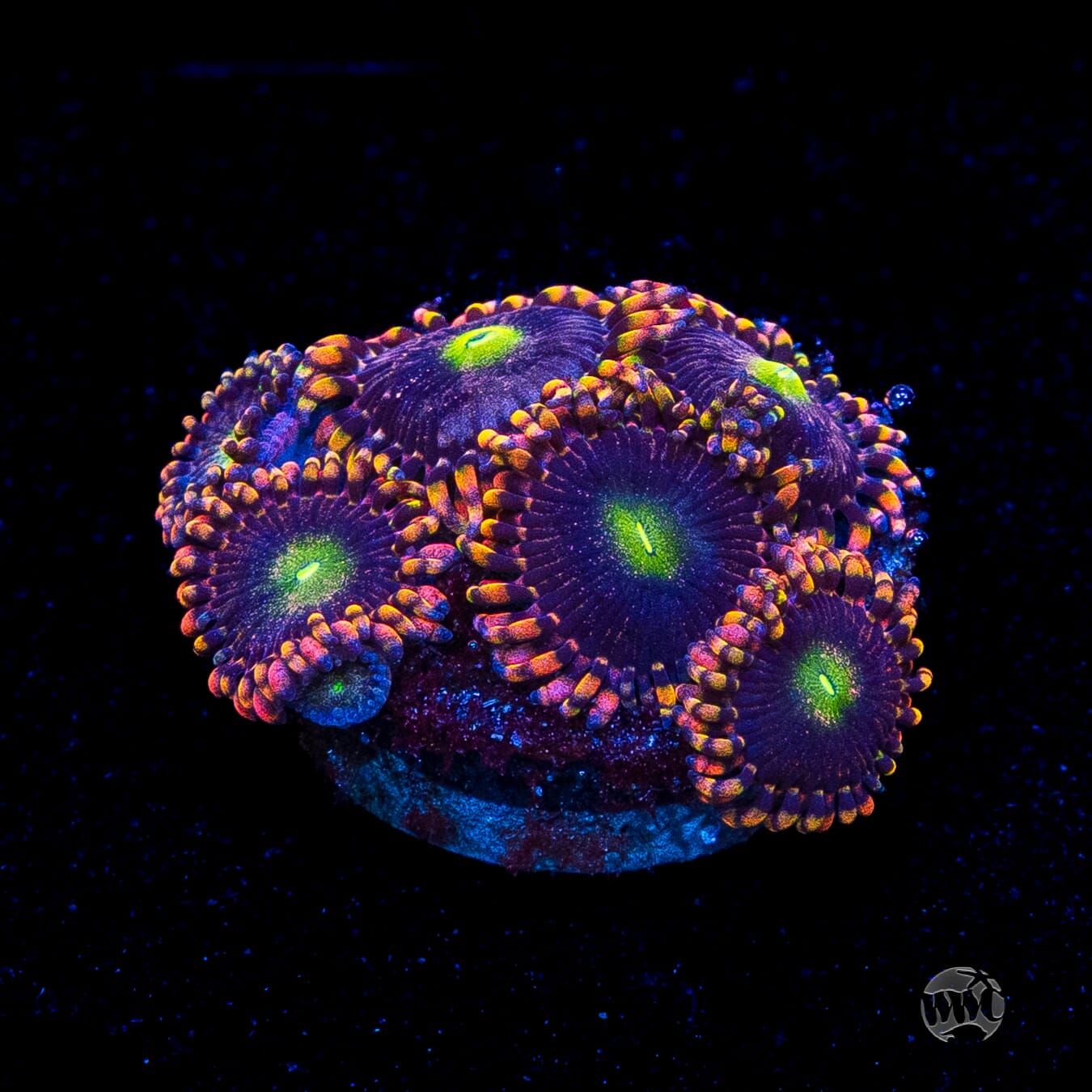 Anti Matter Zoanthids