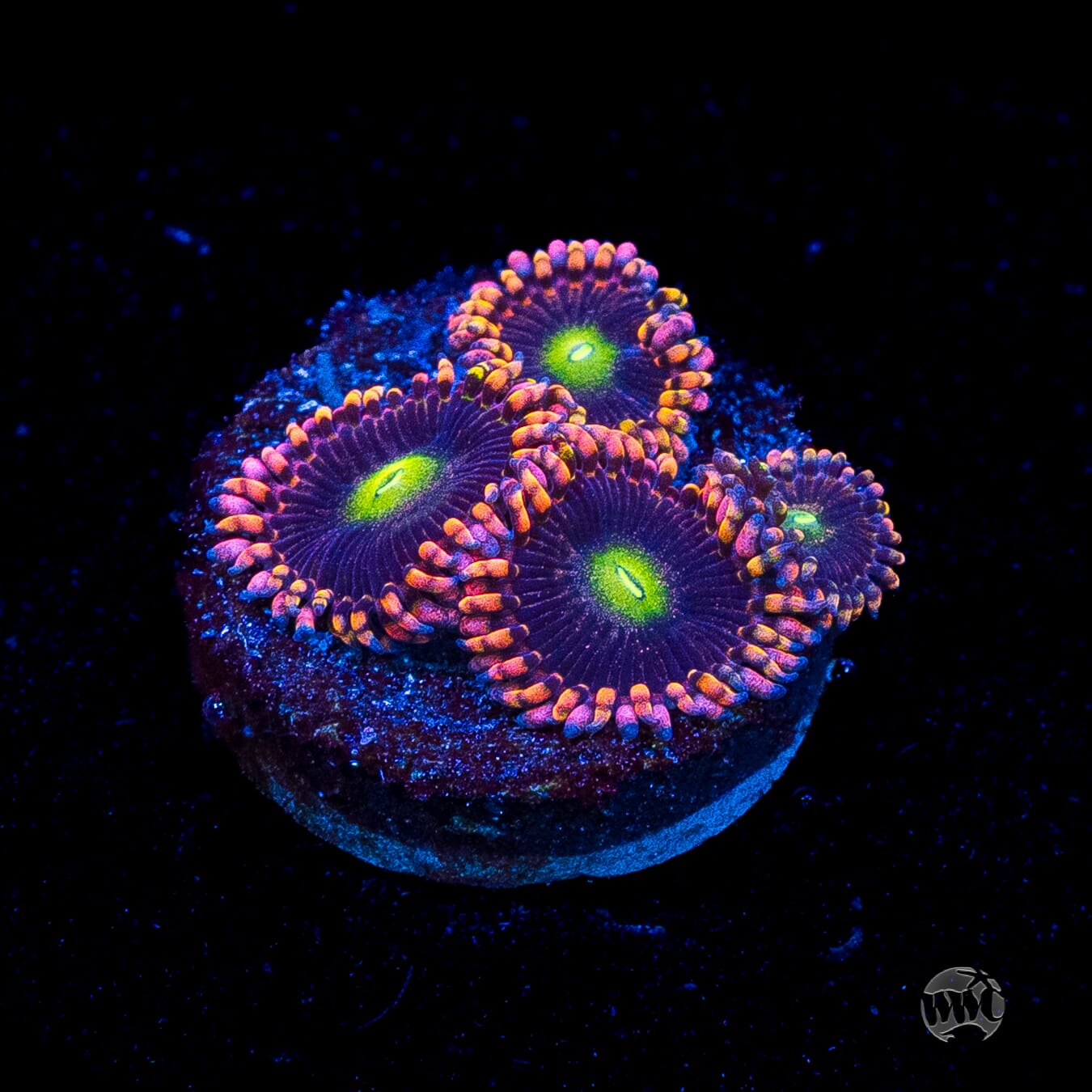 Anti Matter Zoanthids