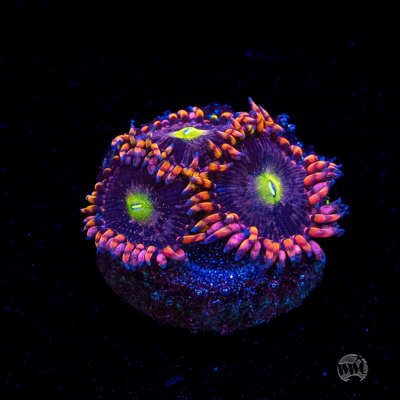 Anti Matter Zoanthids