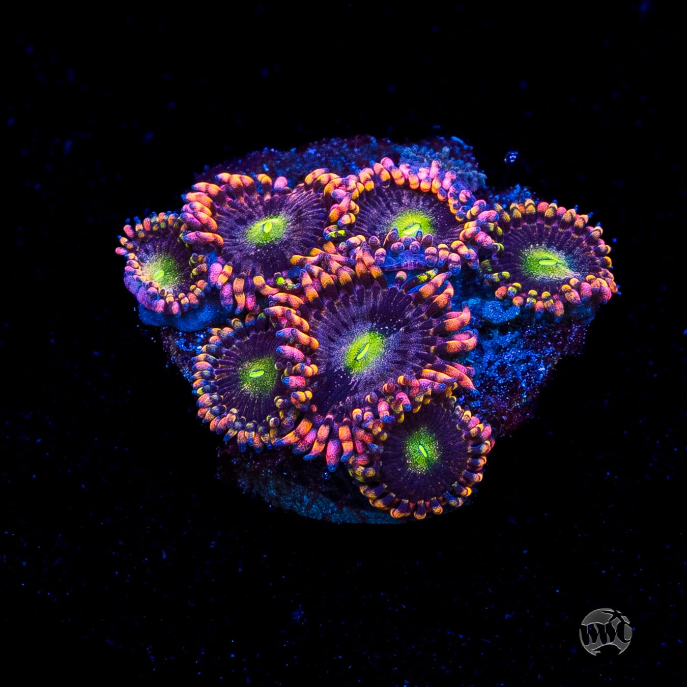Anti Matter Zoanthids