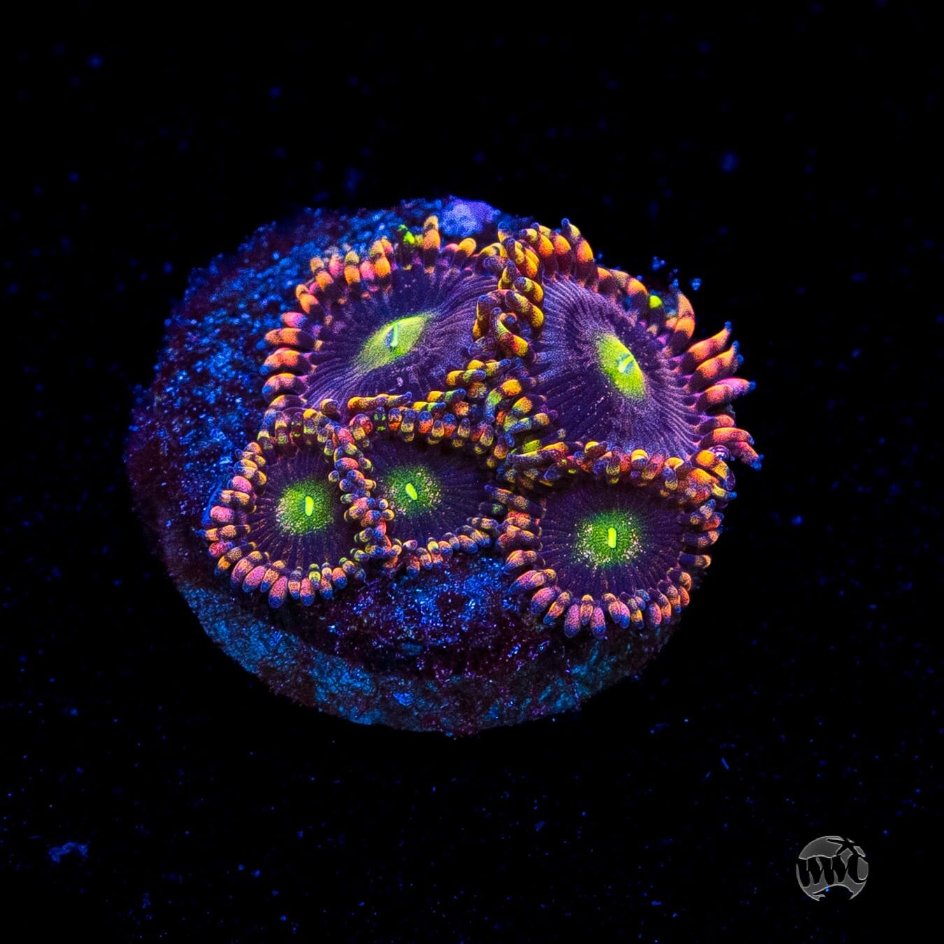 Anti Matter Zoanthids