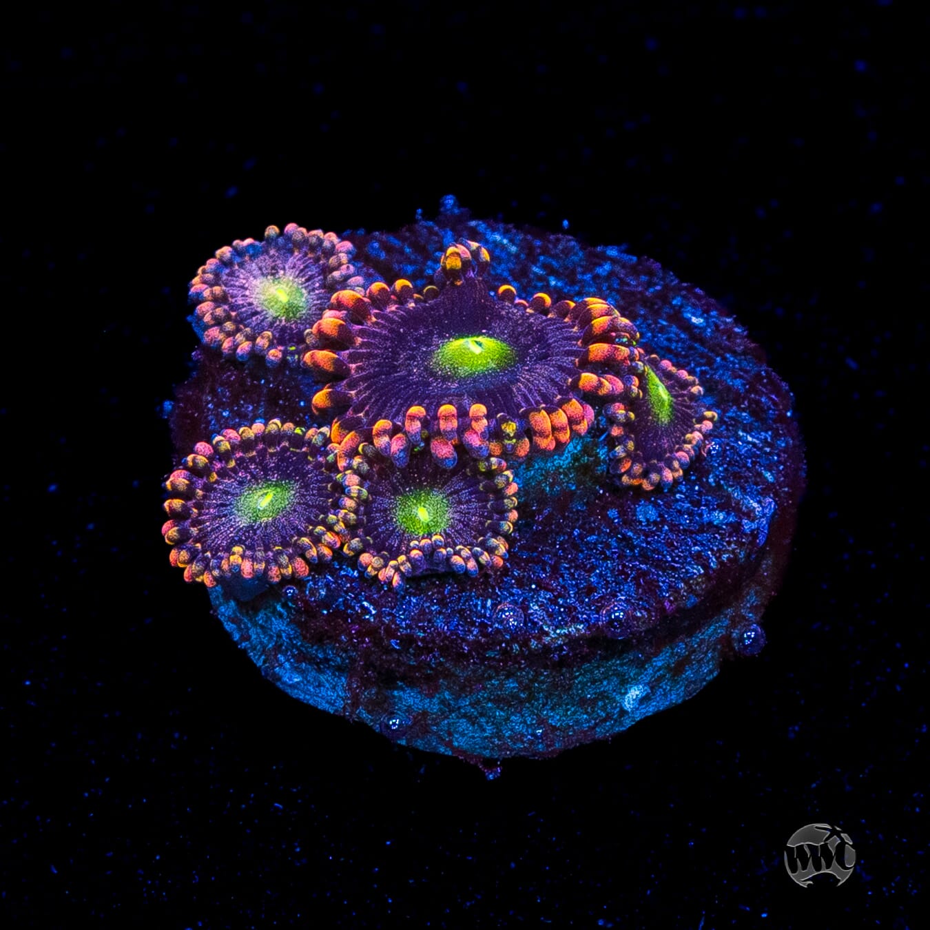 Anti Matter Zoanthids