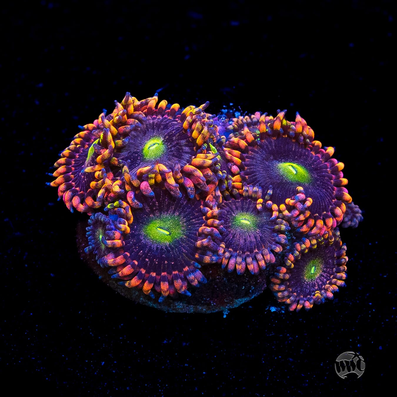 Anti Matter Zoanthids